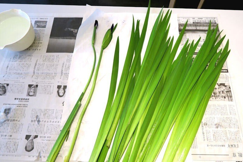 杜若 燕子花 カキツバタ｜秋峰