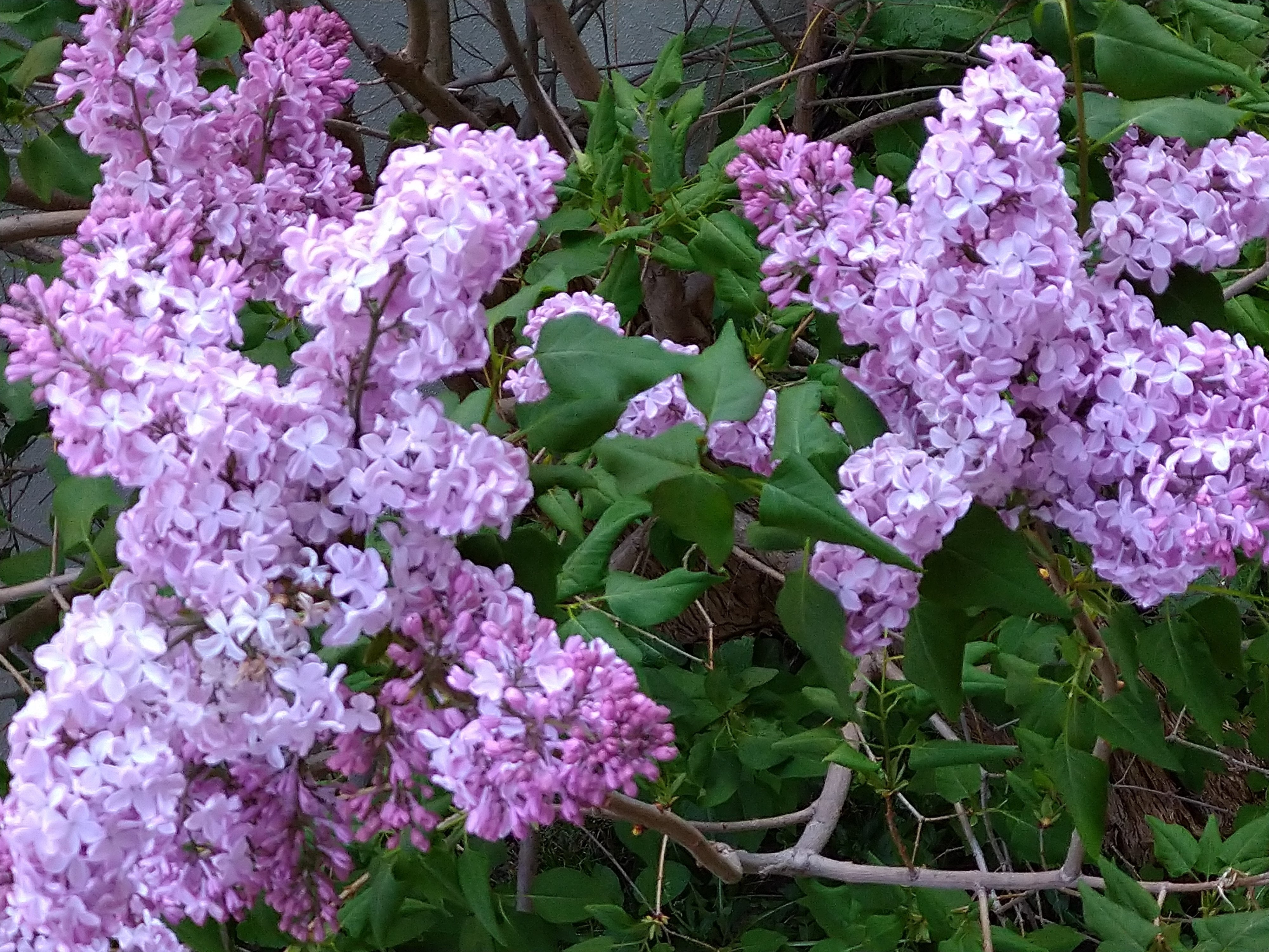 紫丁香花｜ほっこりぼっち