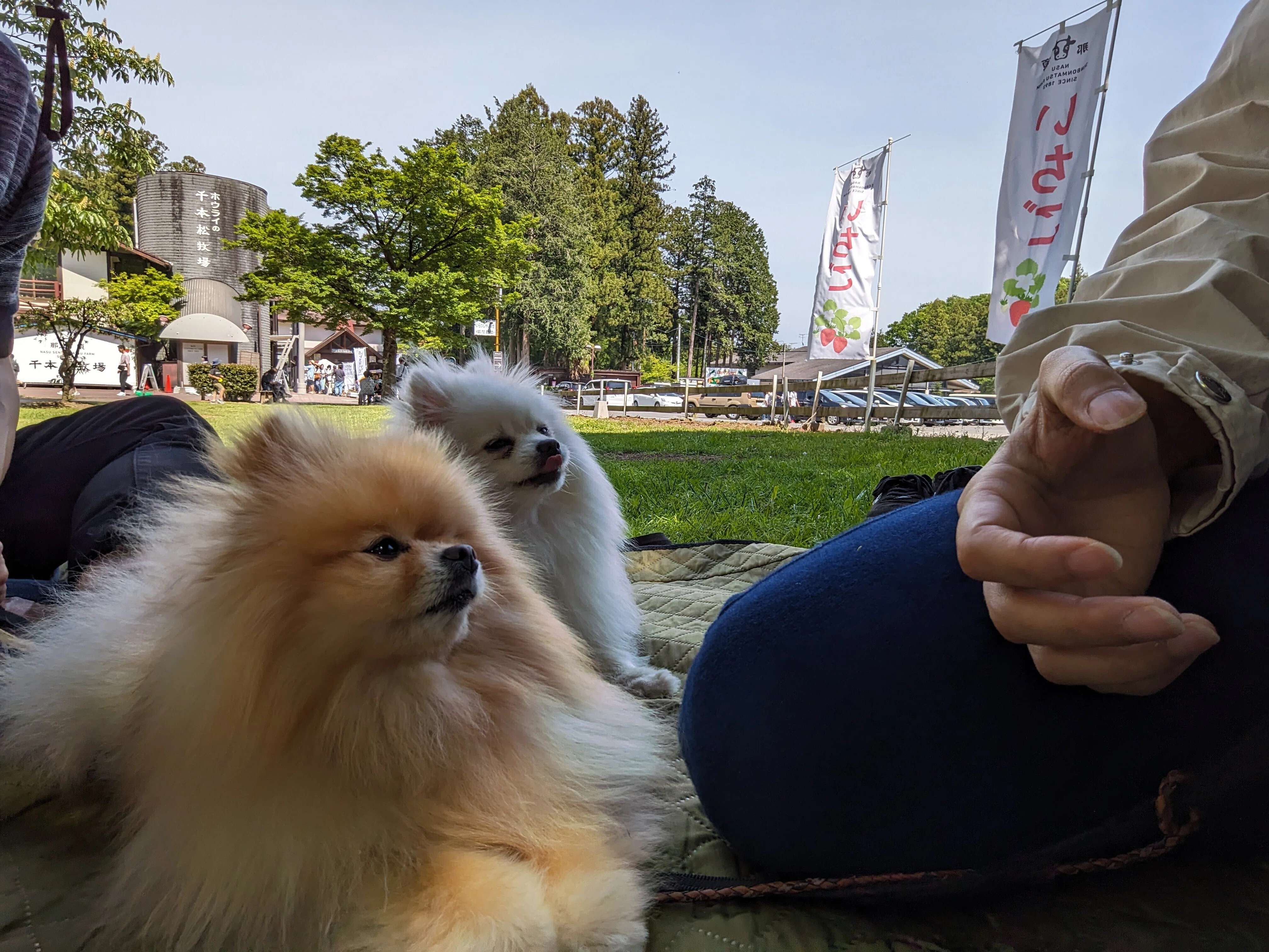 ぽぽちとぱぴちのプロフィール｜ぽこ︱ぽぽちの飼い主