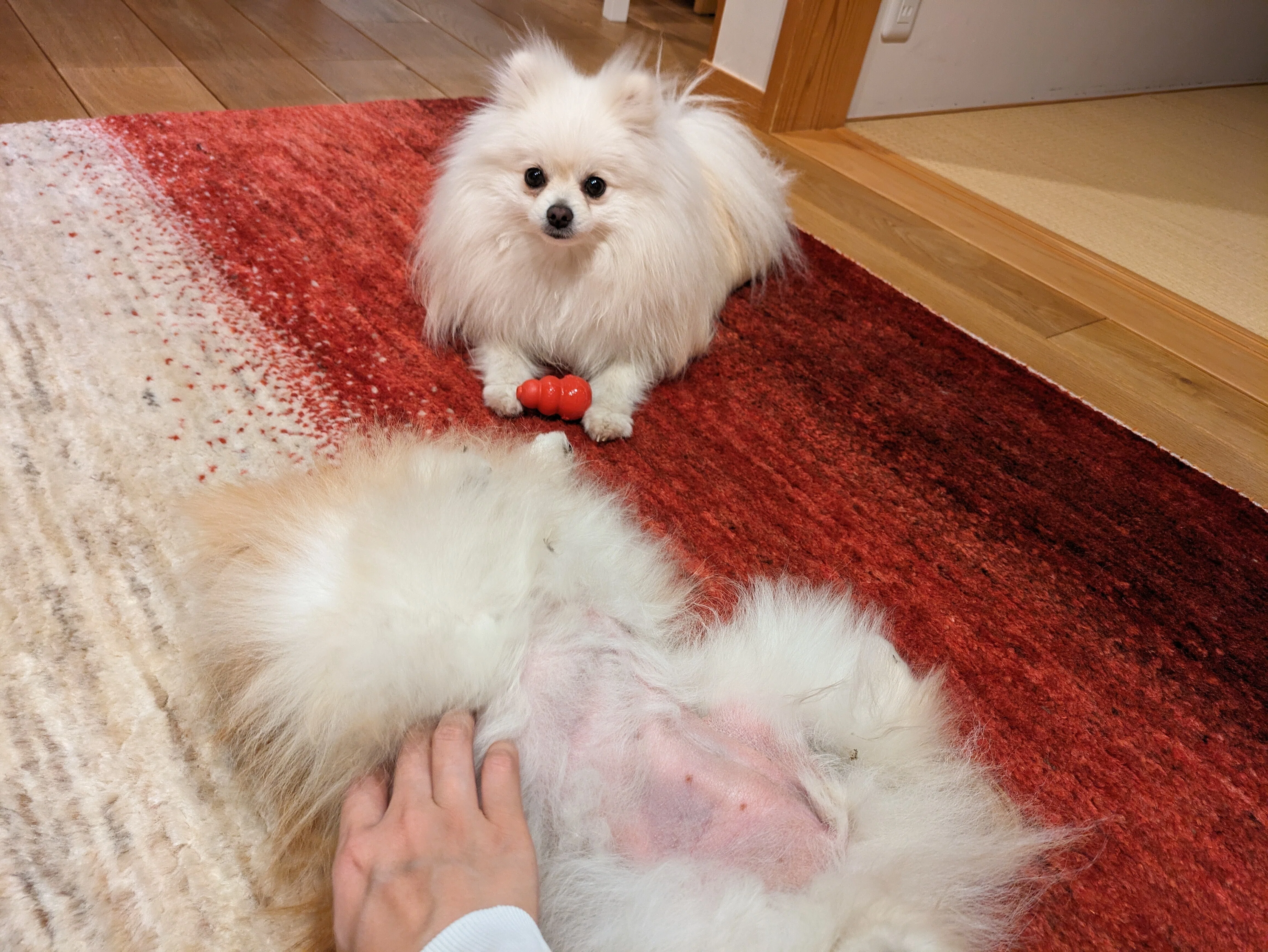 ぽぽちとぱぴちのプロフィール｜ぽこ︱ぽぽちの飼い主