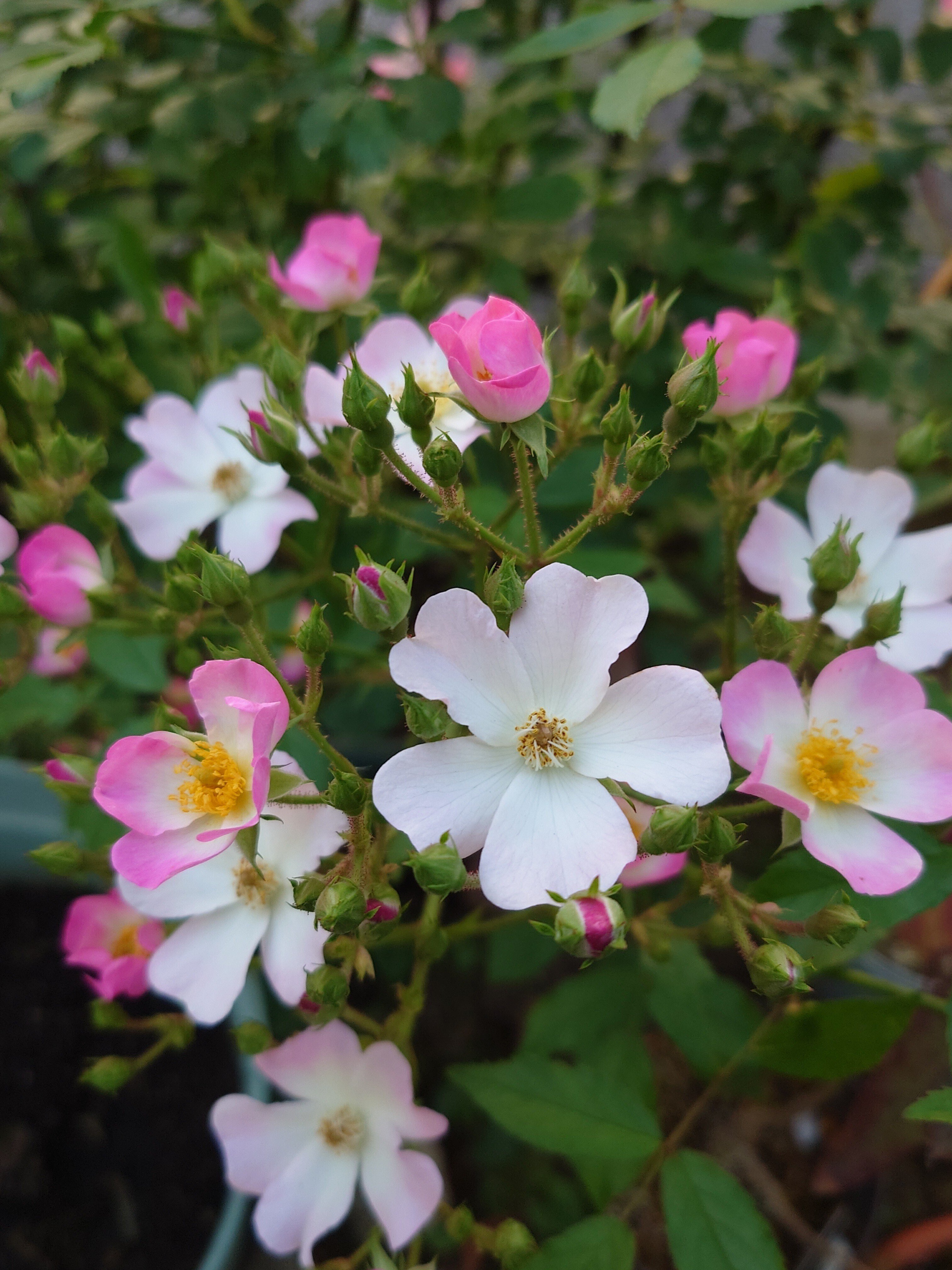 バラ バレリーナ｜桐子 TO-KO