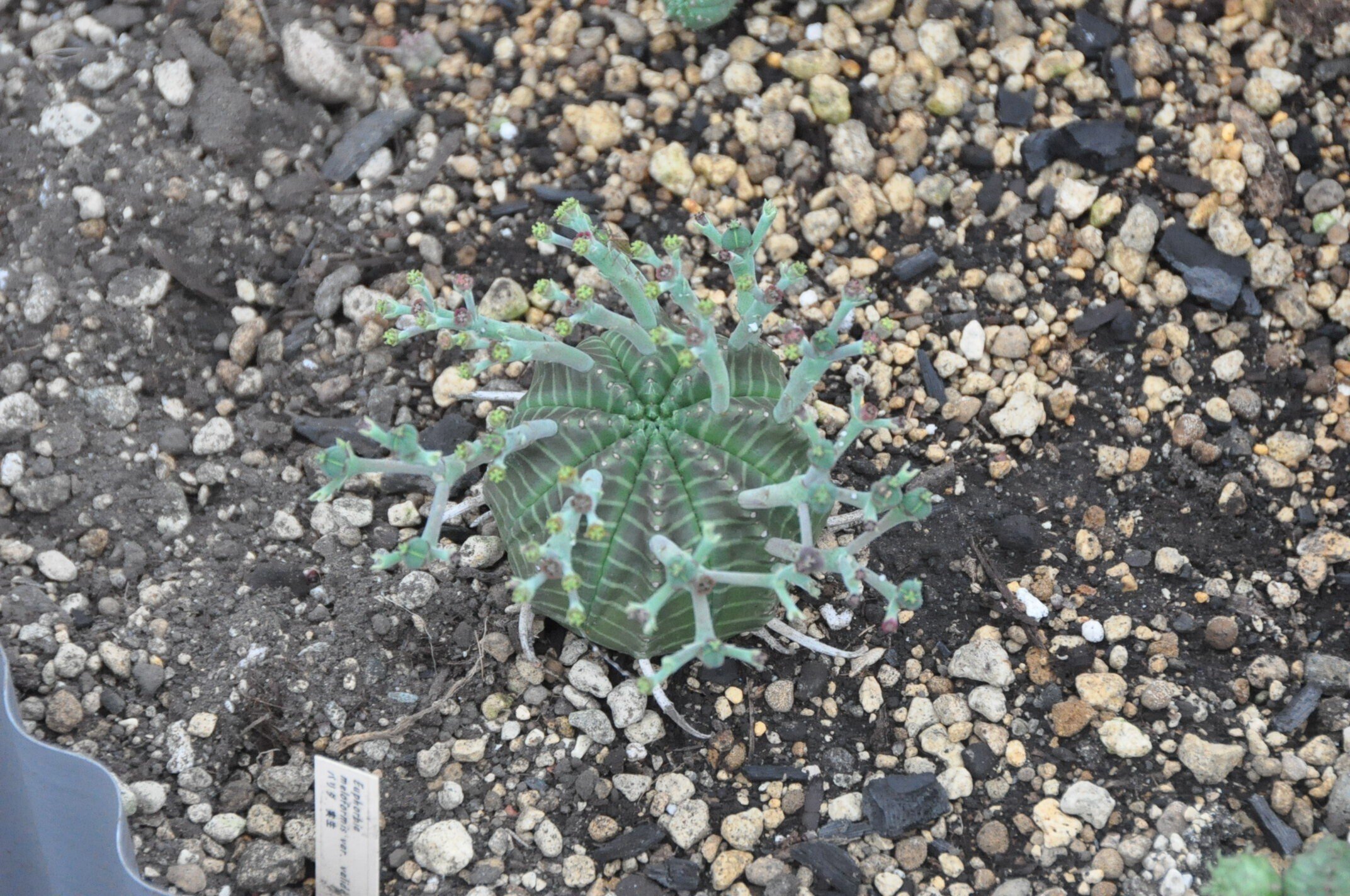 珍奇植物　ユーフォルビア・マミラリス綴化　ビザールプランツ 珍奇植物 ユーフォルビア・マミラリス綴化 ビザールプランツ