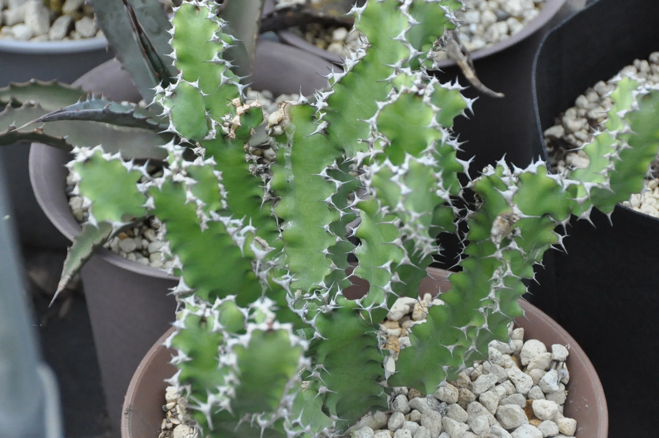 F381 珍奇植物 サボテン Euphorbia astrophora ユーフォルビア