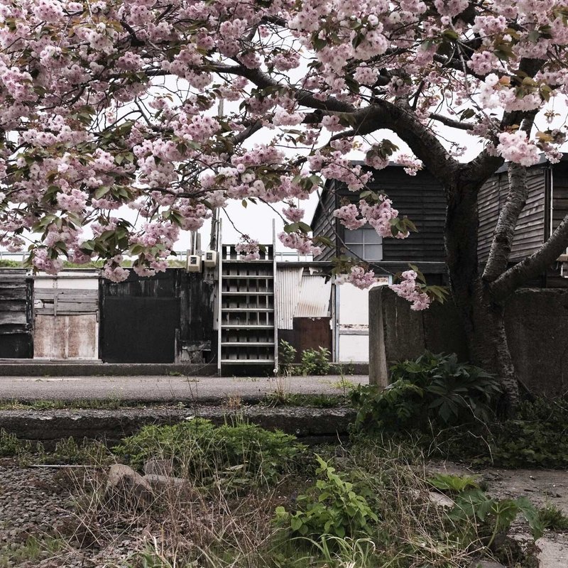 5月11日から14日まで、青森県五所川原市を拠点に津軽半島・弘前城・三内丸山遺跡などを旅してきました。昨晩遅くに帰宅したため、写真整理が進んでおらず追々投稿していく予定です。今回の1枚は津軽半島の漁村で見かけた春です。