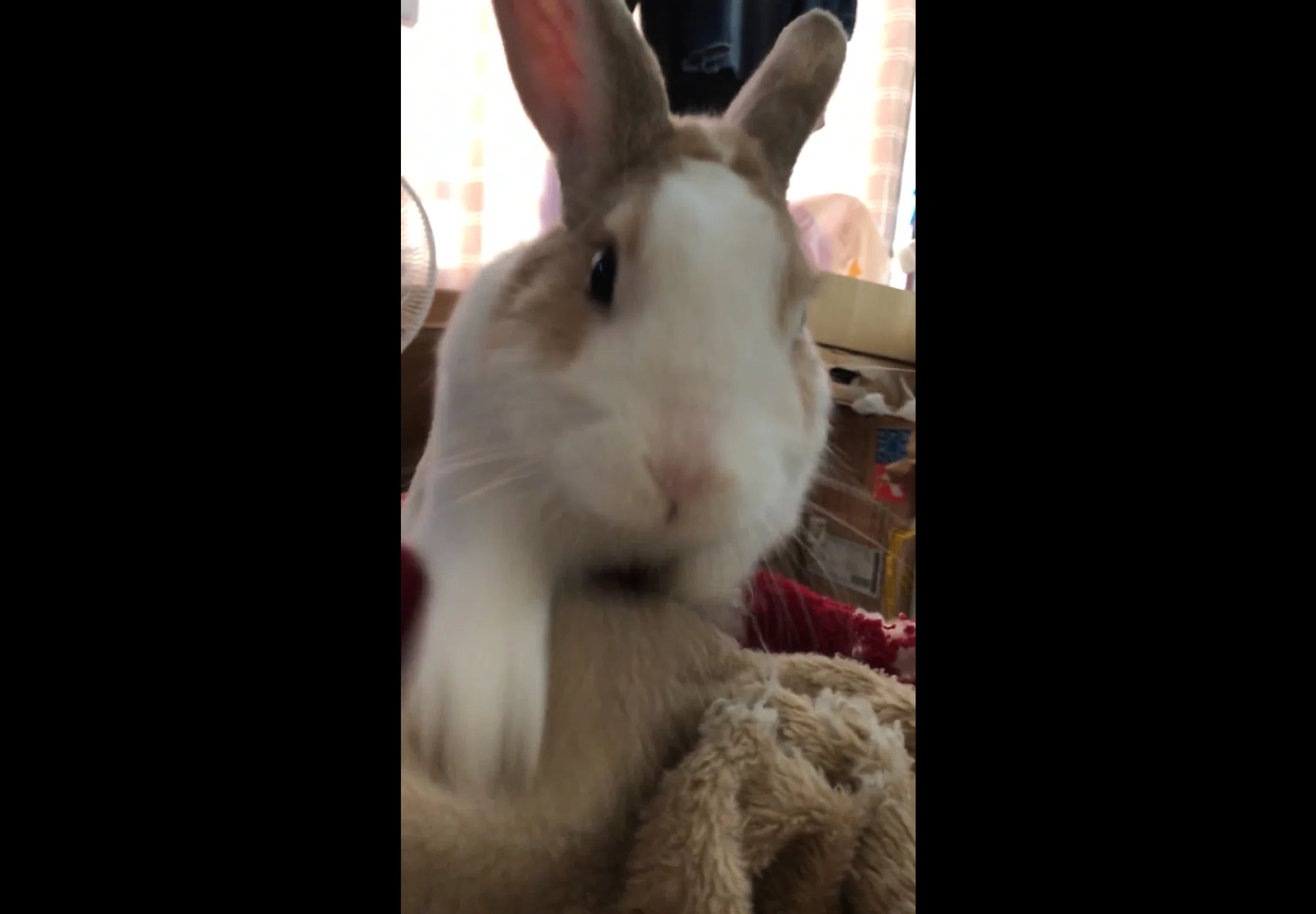 My 10-year-old beloved rabbit has passed away｜Nanashi