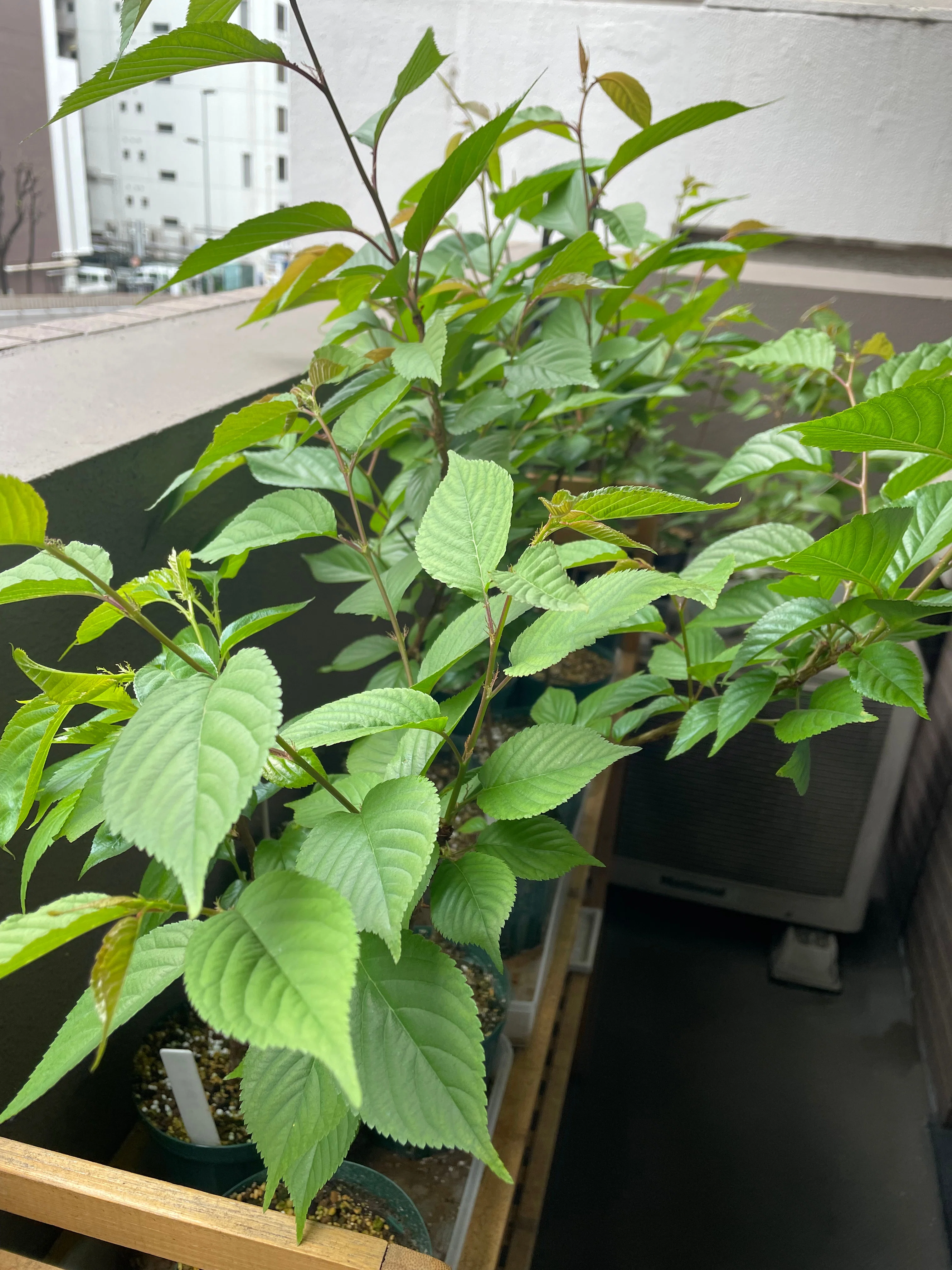 桜を種から育てて開花させた記録｜いが