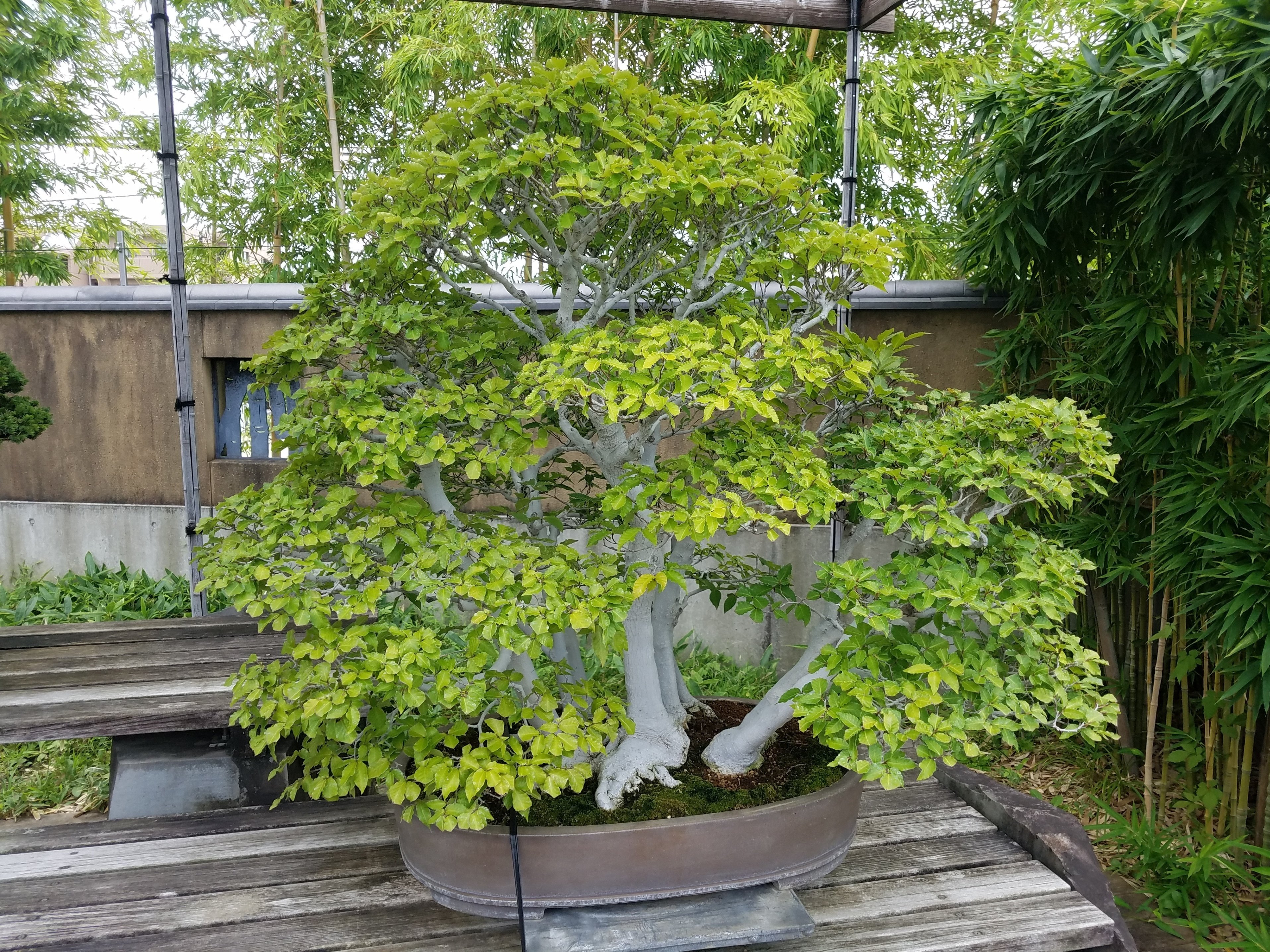 盆栽には壮大なロマンが秘められているのだ｜Pflanzenjäger