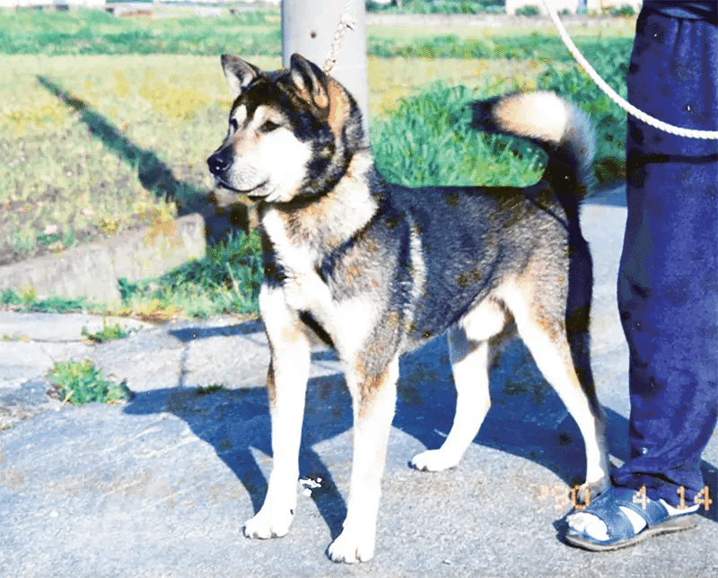 猪犬と老猟師、ともに歩いて50年 〜 時代とスタイルの移り変わり