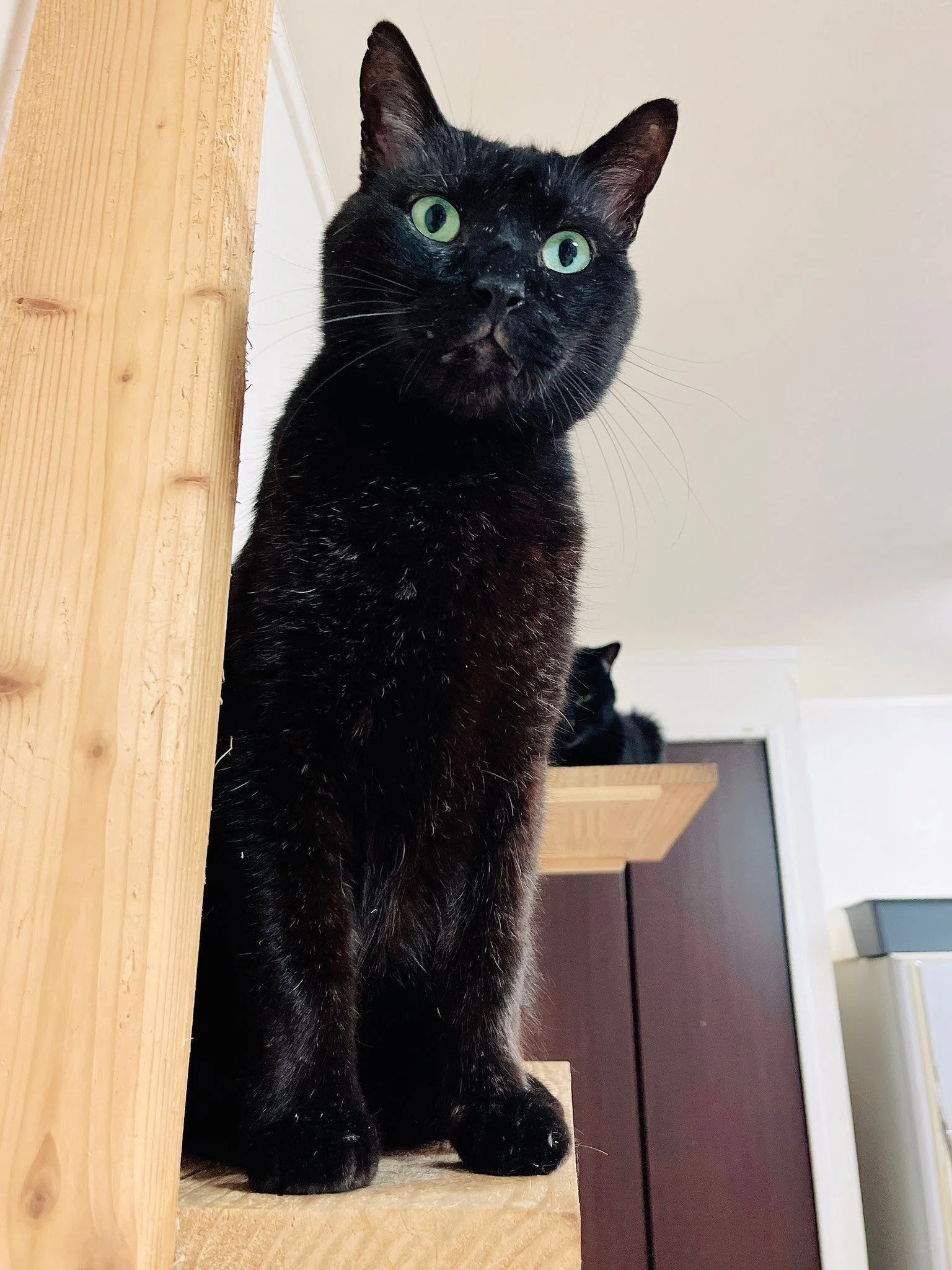 収納ケースの穴からこっそり覗いている黒猫ちゃん、隠れてるみたい