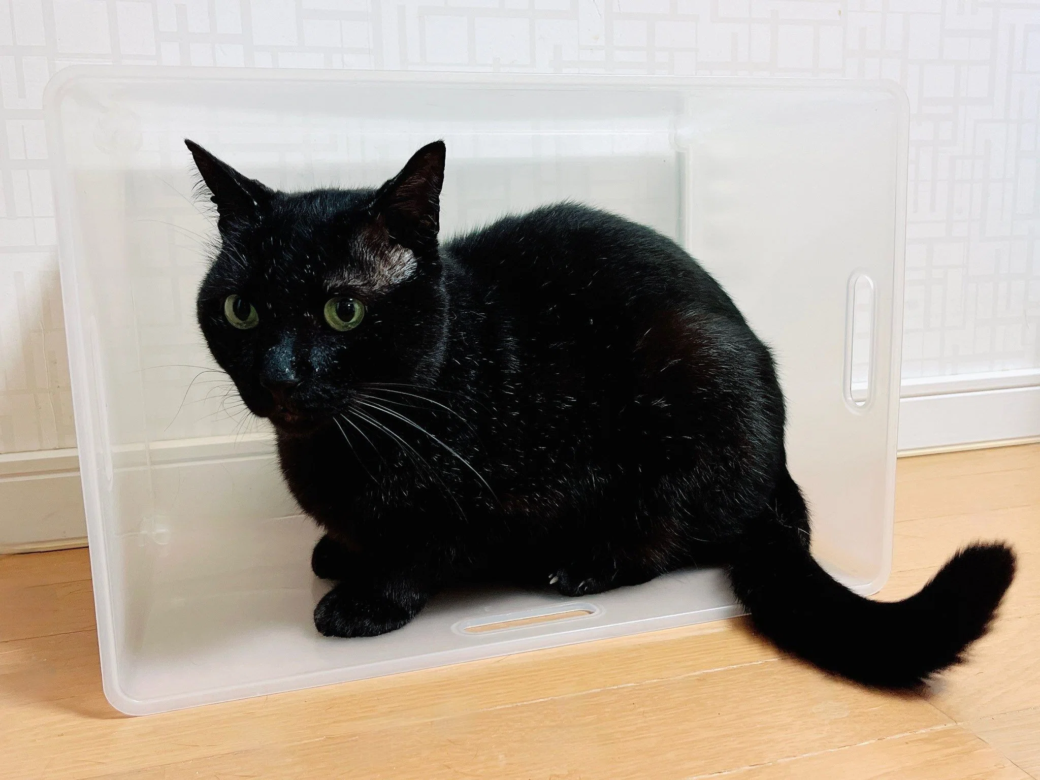 収納ケースの穴からこっそり覗いている黒猫ちゃん、隠れてるみたい