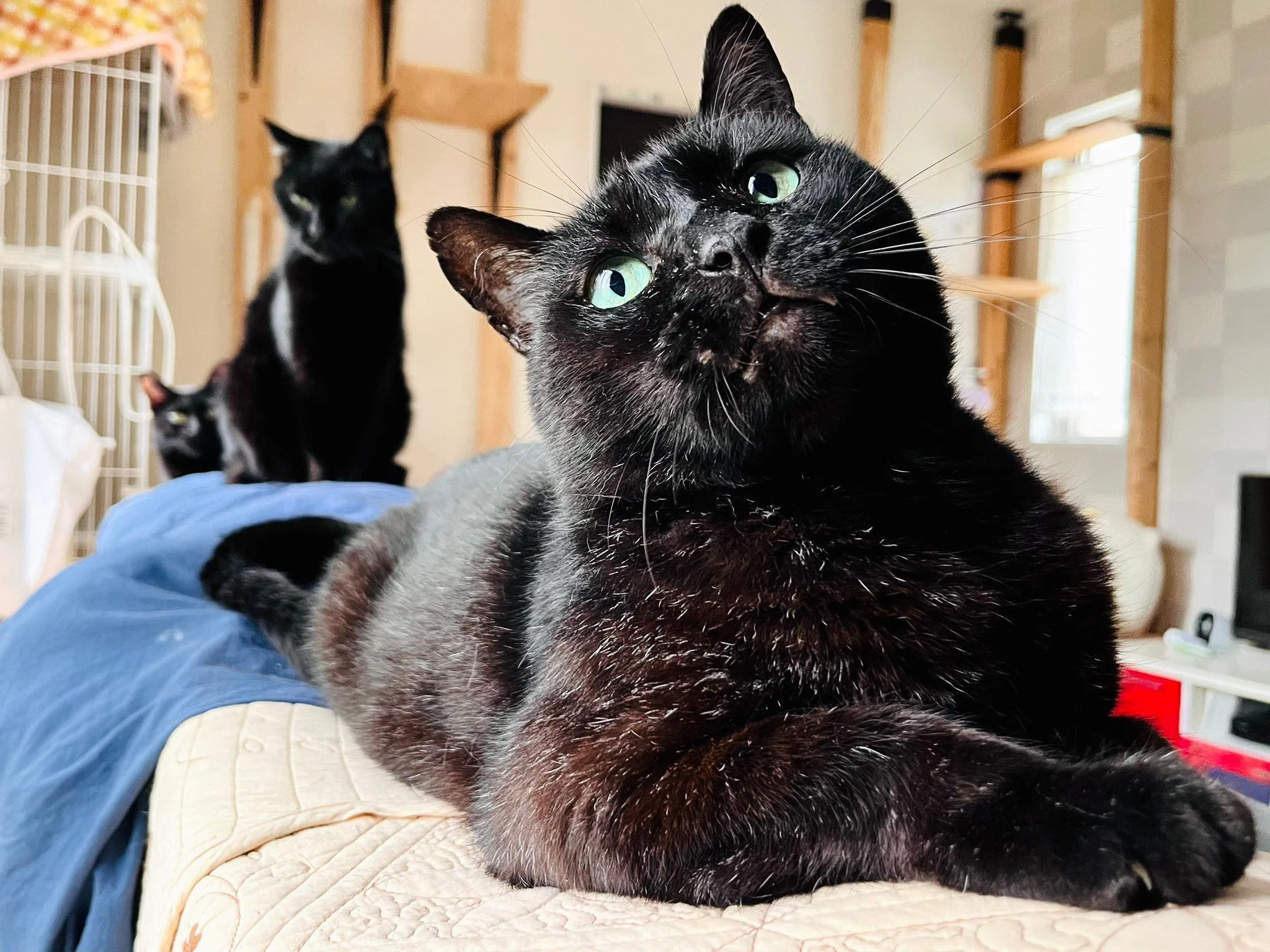 収納ケースの穴からこっそり覗いている黒猫ちゃん、隠れてるみたい