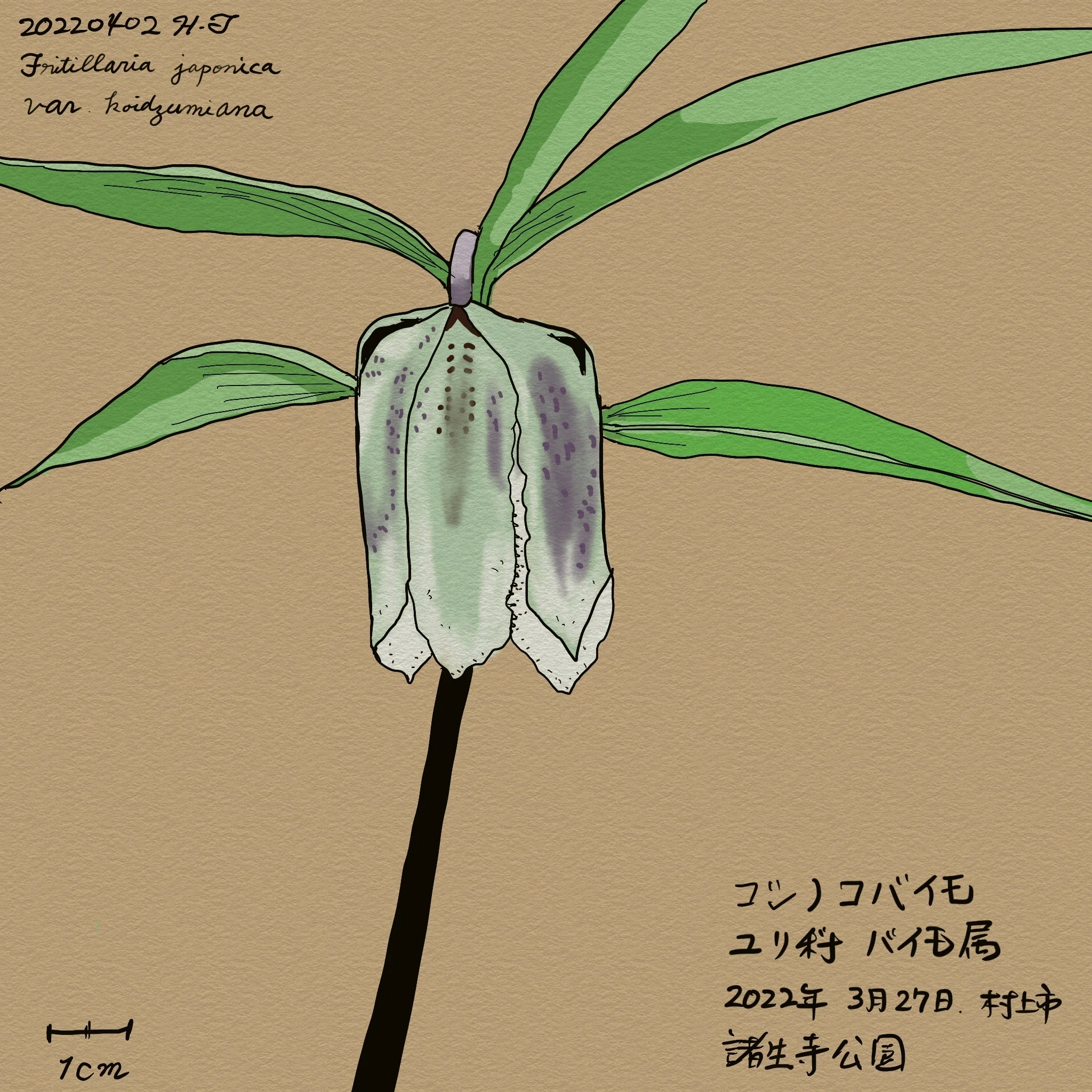 赤花　コシノコバイモ　『仮名』 1715833004094-wagvXffpAm.jpg