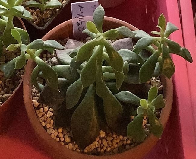 インディカ（シノクラッスラ属）☆｜ひなよっこ