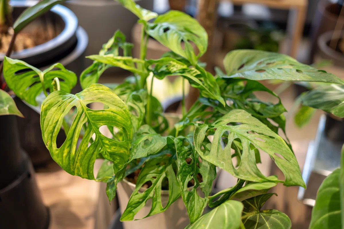 店内の観葉植物