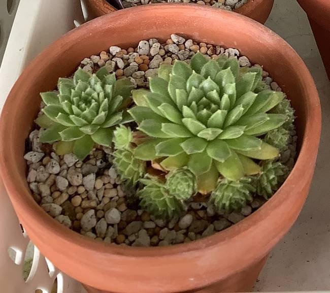 センペルビウム｜ひなよっこ