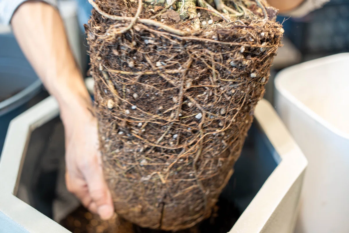新しい植木鉢に入れる根が回った古い植物