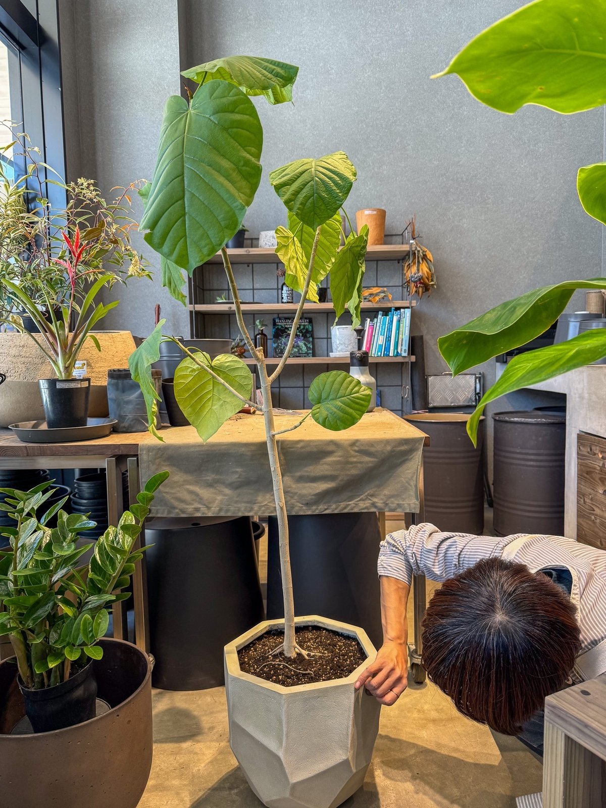 植木鉢の値札を屈んで剥がす店員と植え替えが終わったウンベラータ