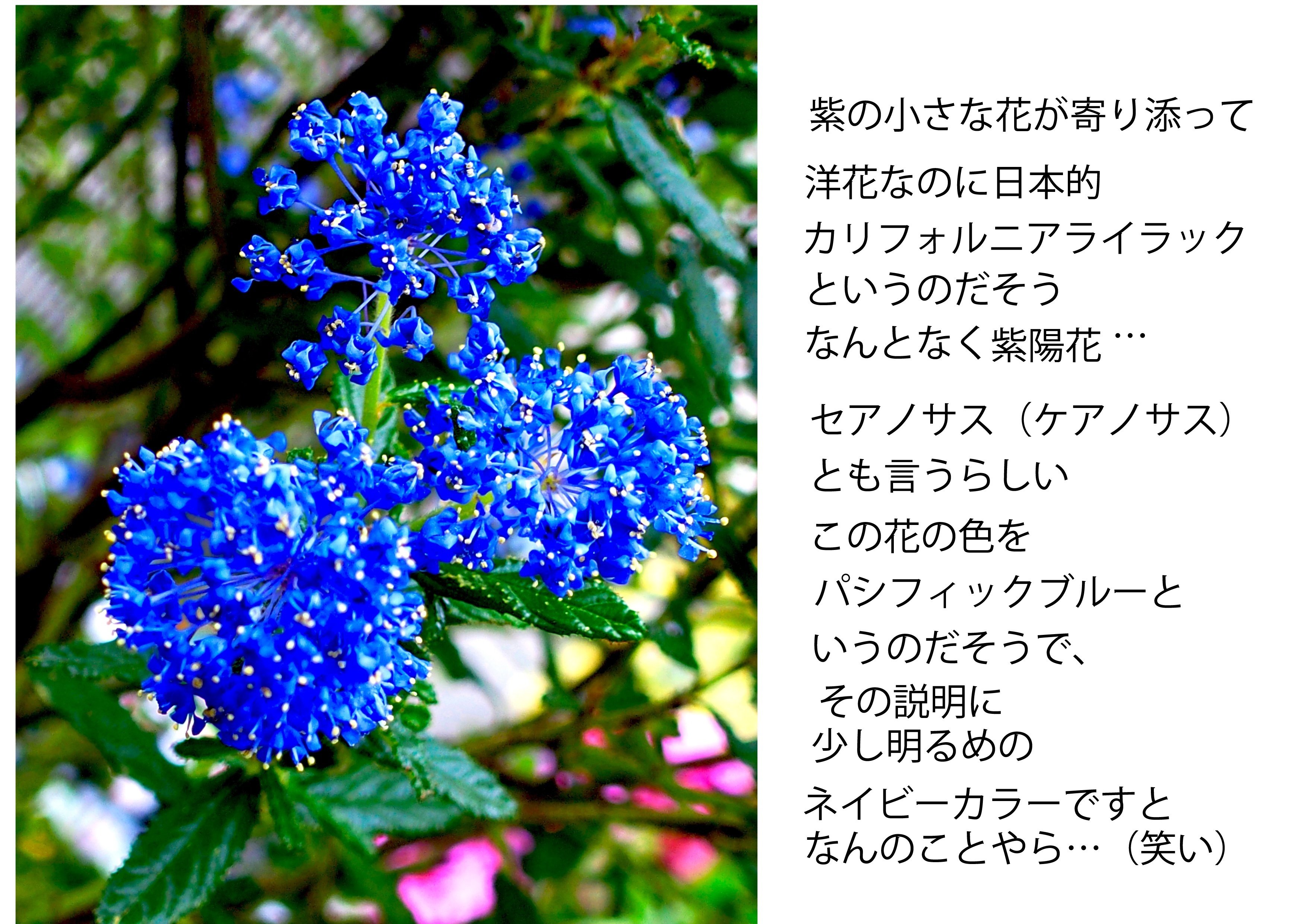 写真を愉しむ カリフィルニアライラック ライラックの花ににている