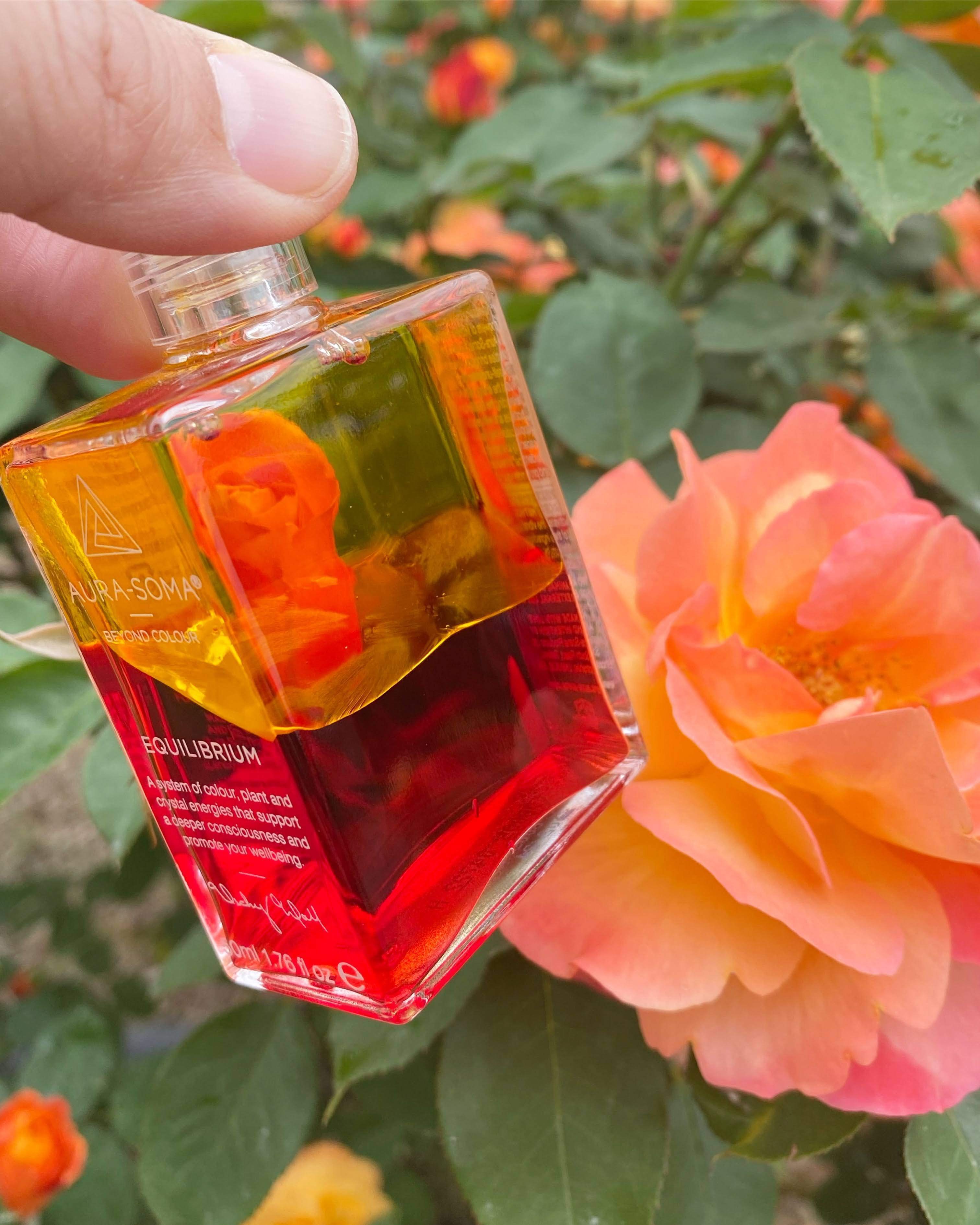 チャクラカラーの赤い薔薇