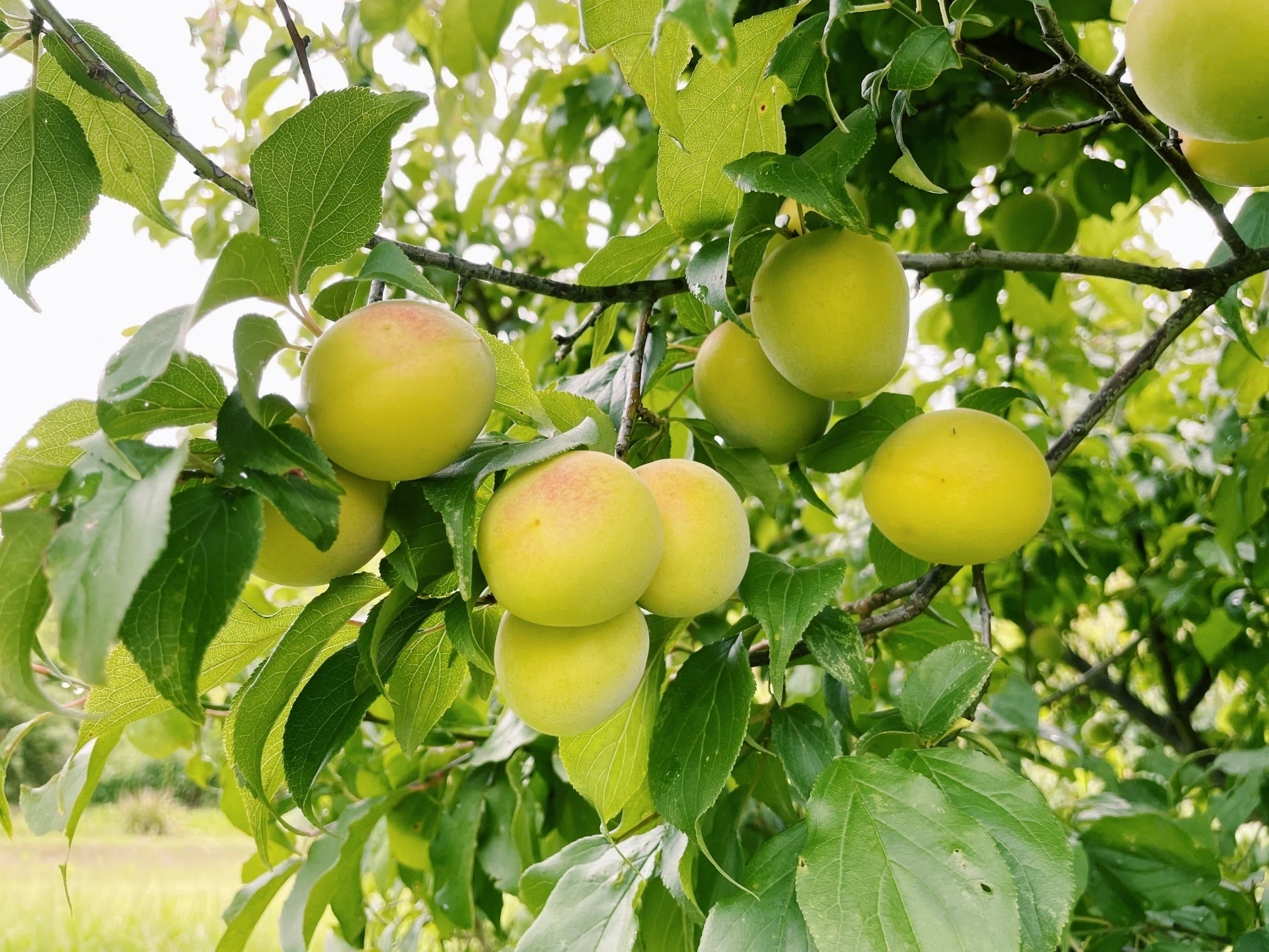 梅甘酒スパークリングの試作～長野県産南高梅をより美味しく～｜JIDL