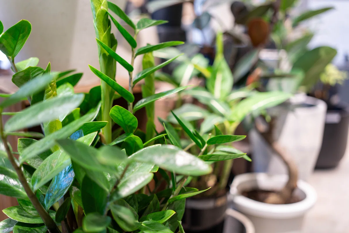 大小大きさの違う観葉植物