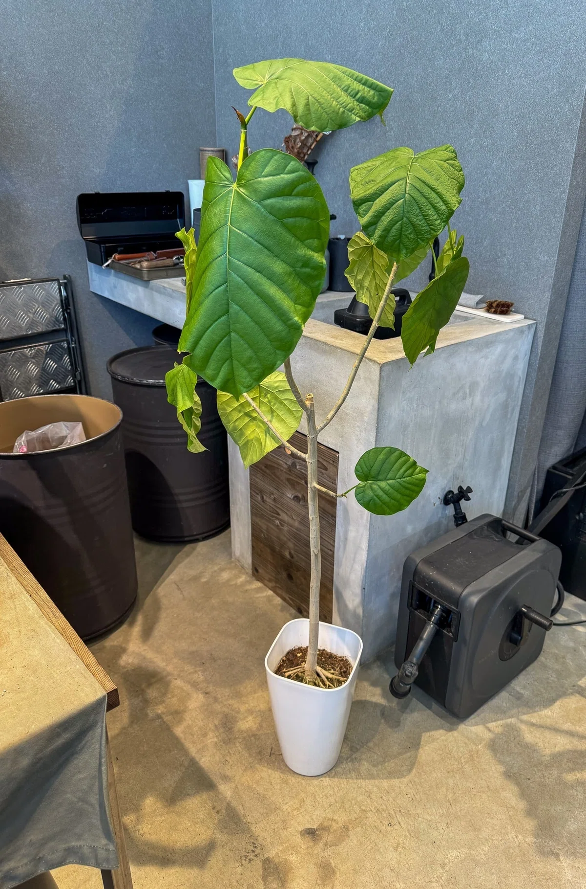 小さな植木鉢に植えられ葉が垂れ下がったウンベラータ