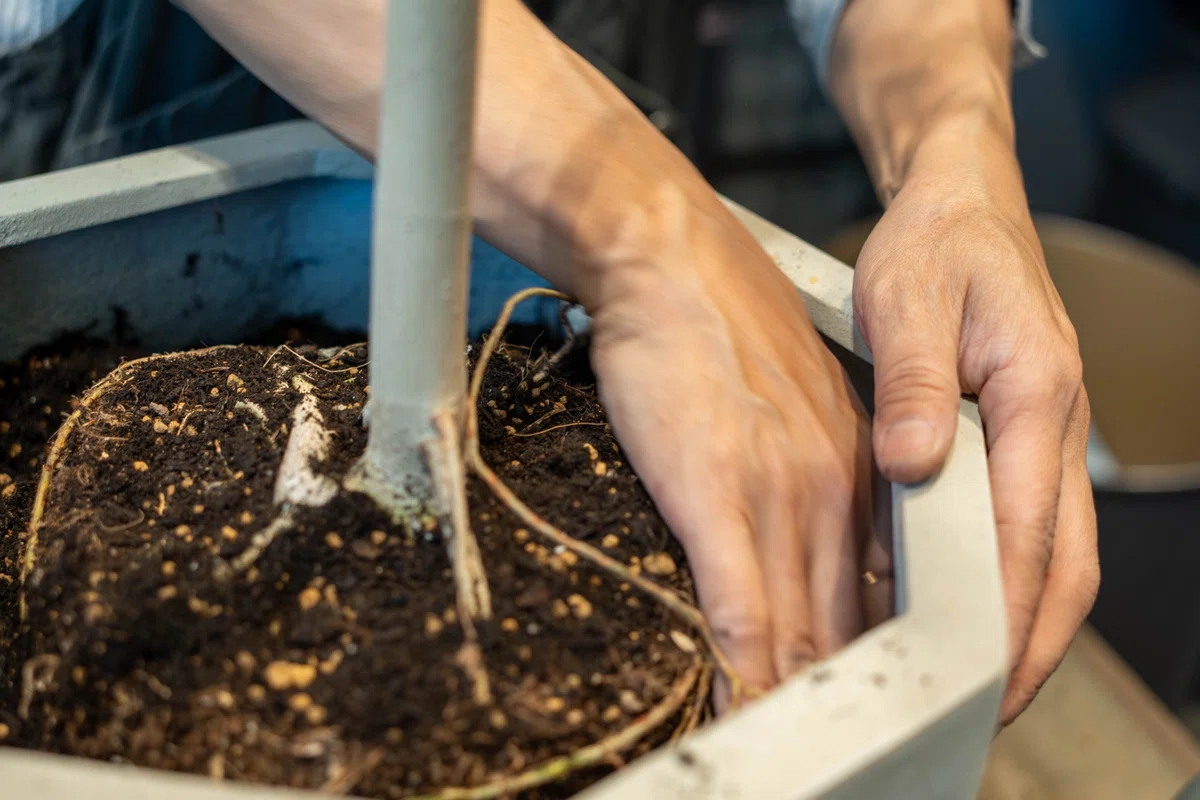 左手で植木鉢を支えながら右手で土をならす