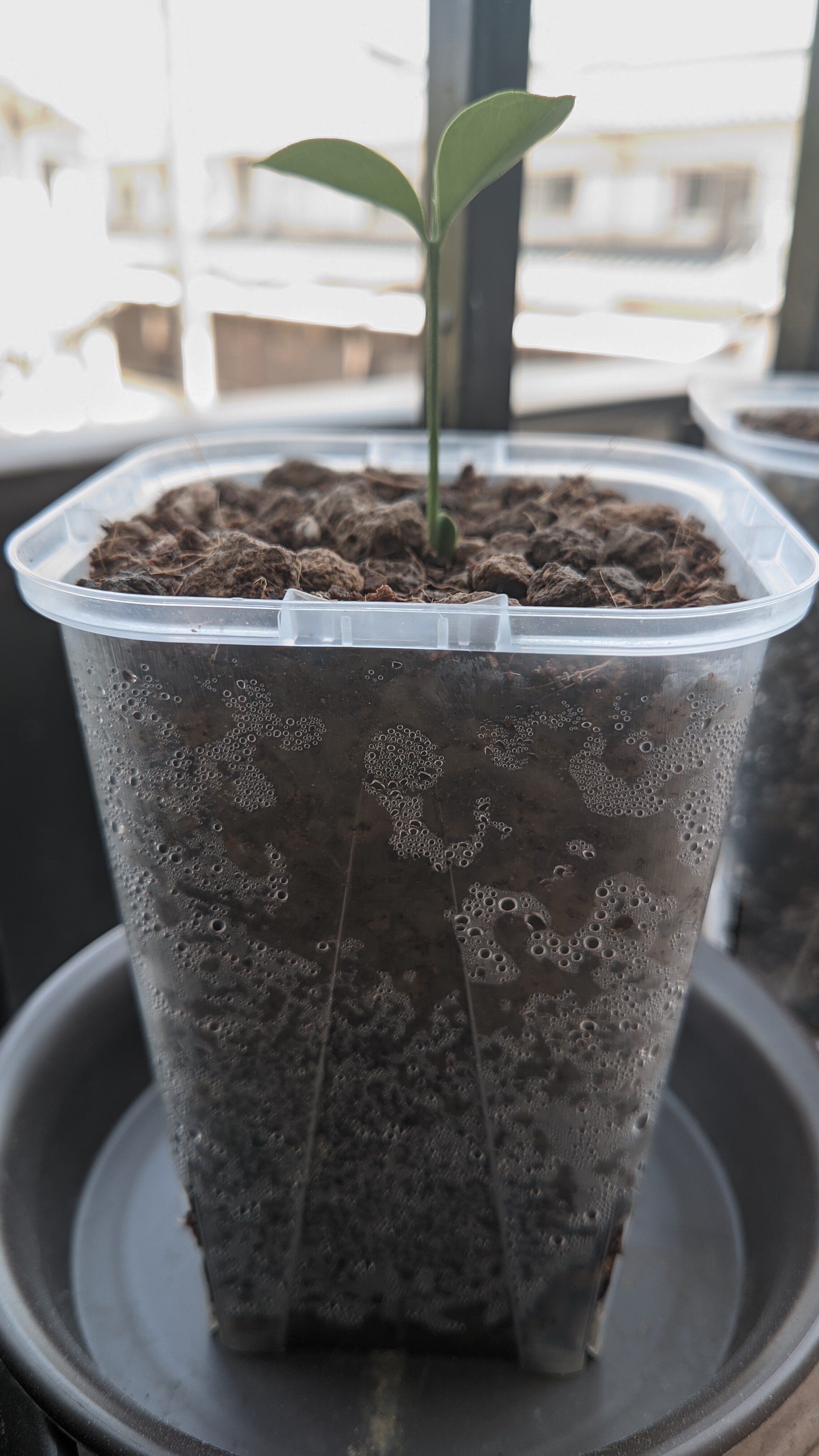 寧波金柑の記録/20240707更新｜黒豆。