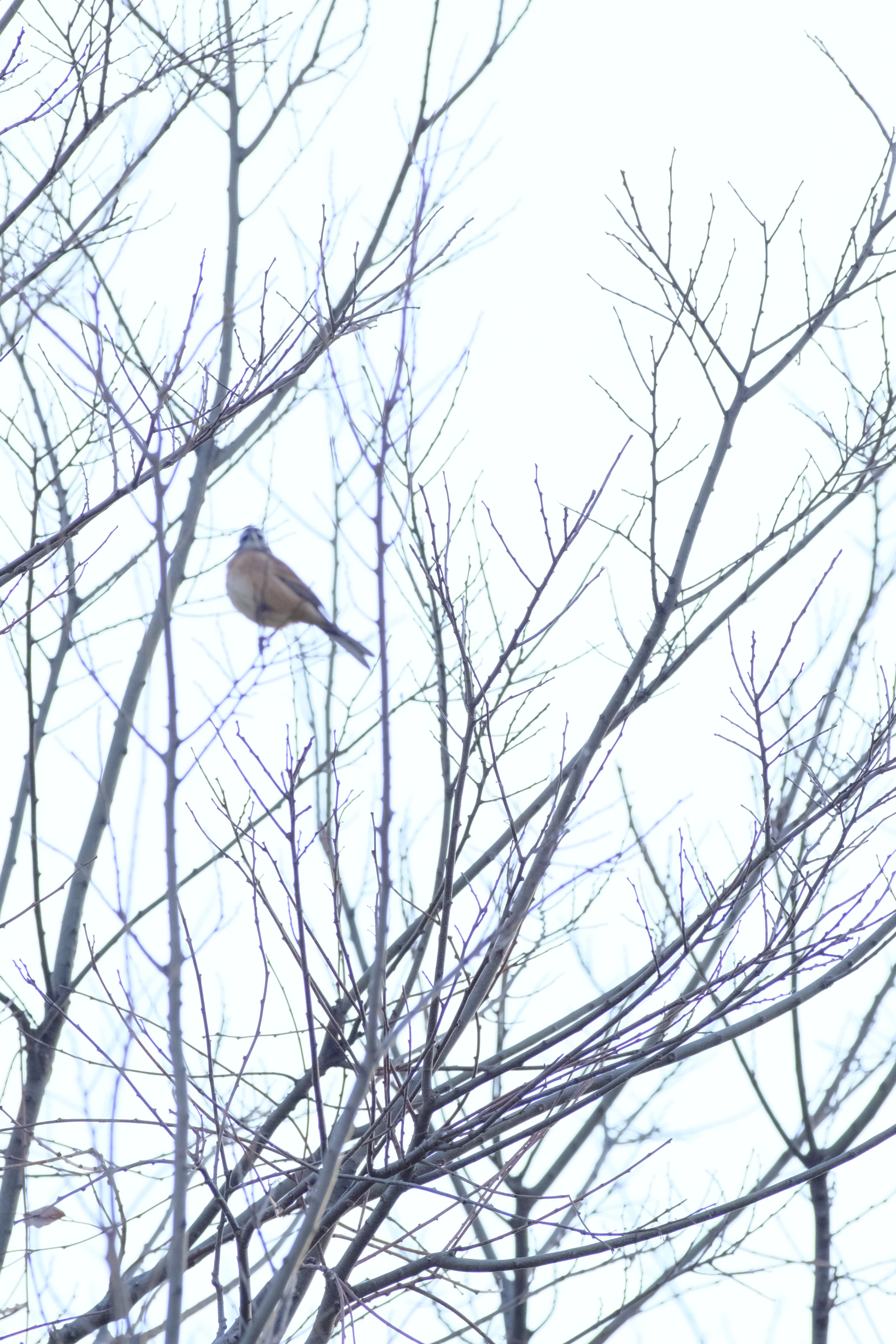 蛍石採用の超望遠レンズ！Canon New FD 500mm F/4.5 Lを解説。｜うにょーん