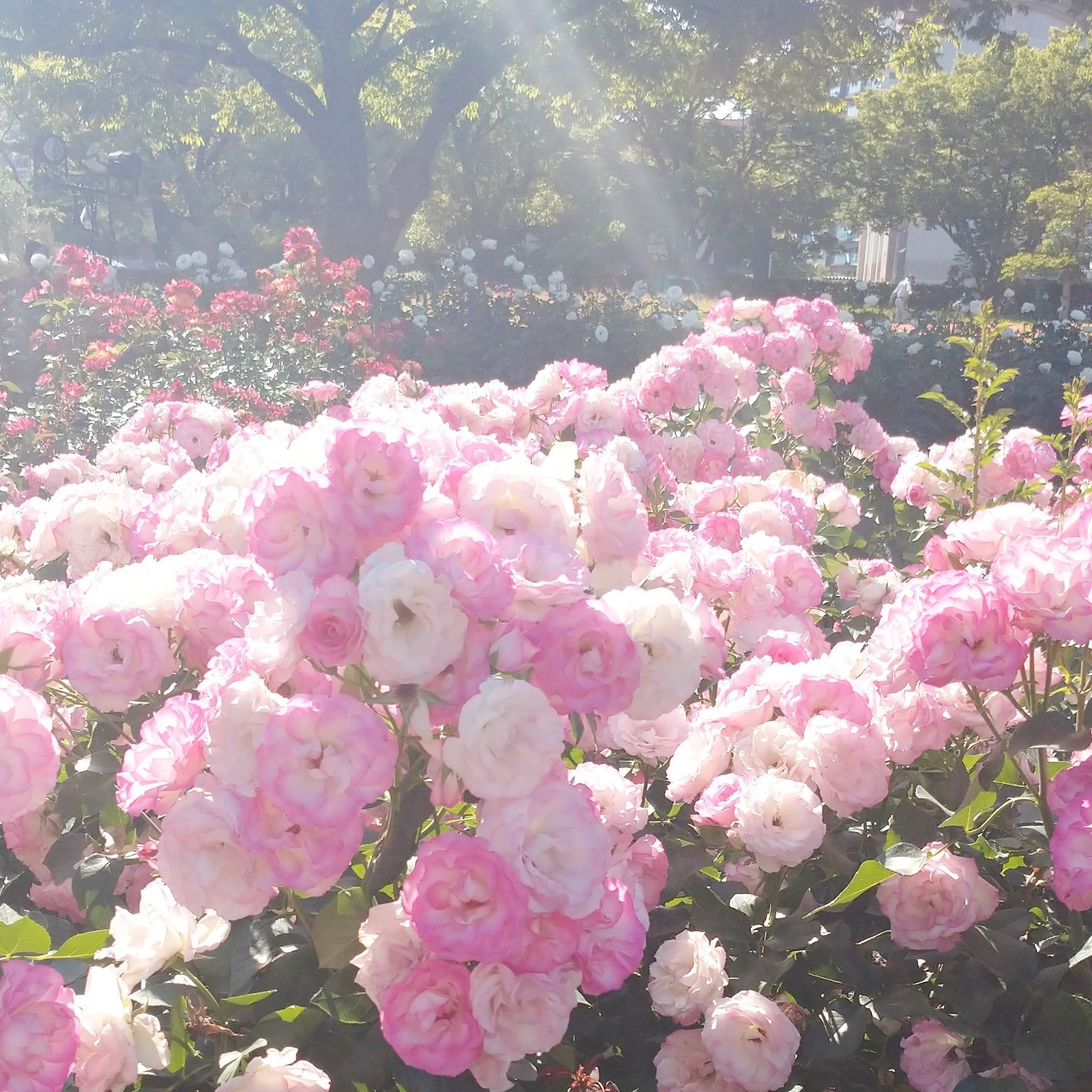 薔薇の季節｜yukiko