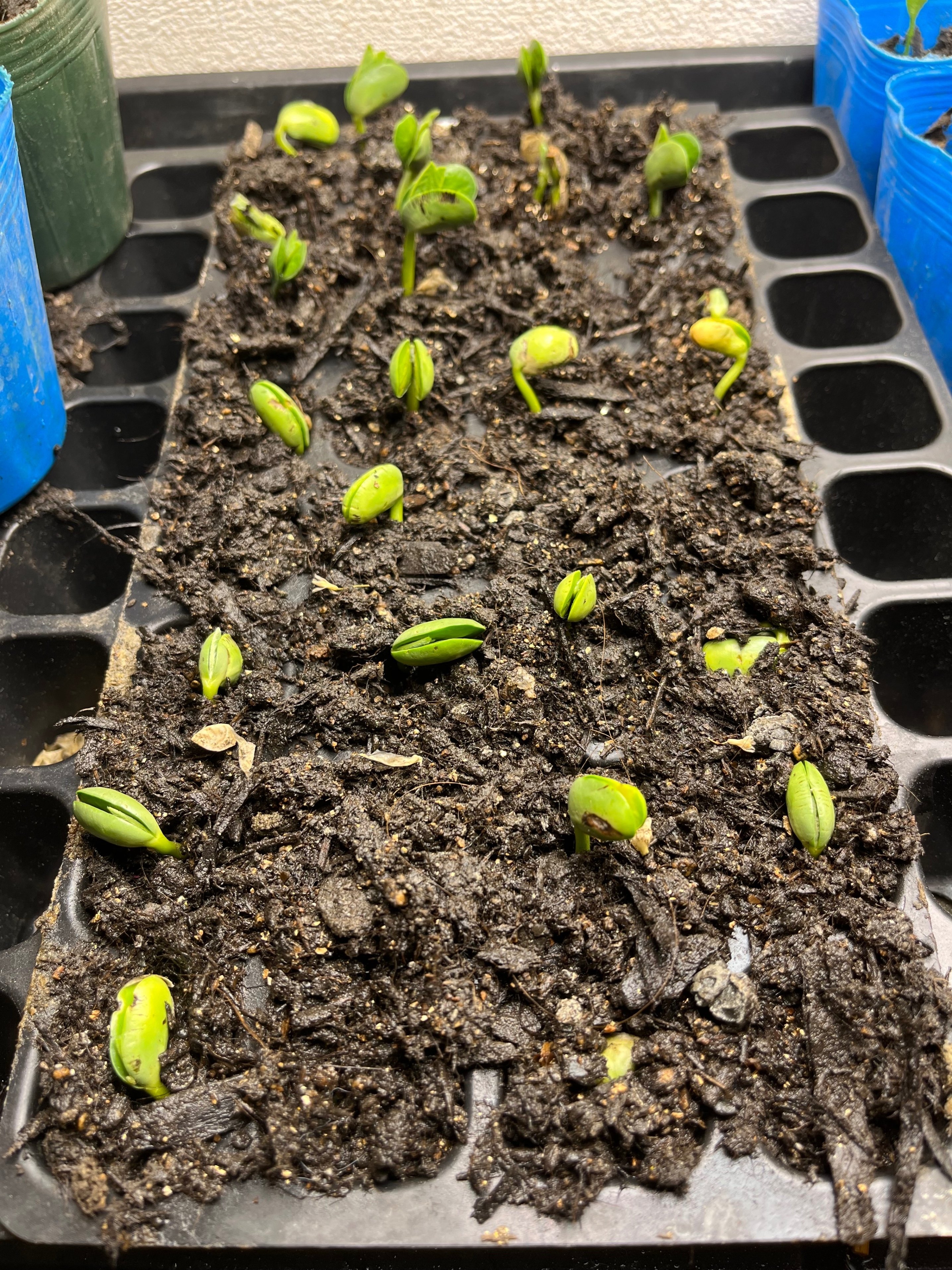 えだまめ 驚愕育苗(((；ﾟДﾟ)))ﾄﾞｷﾄﾞｷ・ｶﾞｸｶﾞｸ｜ca-ptain@農ある暮らし