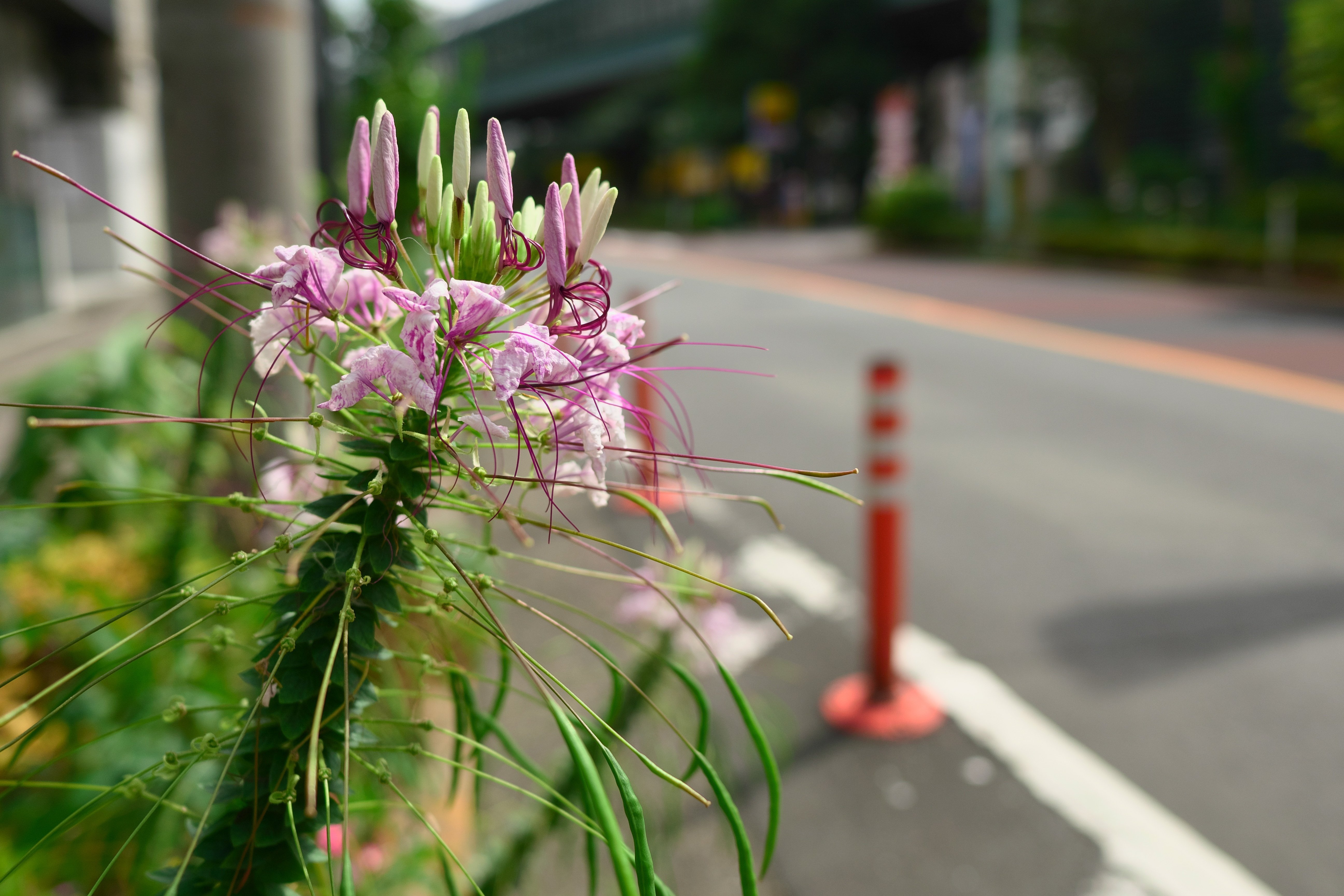 LUMIXユーザーがFUJIFILMの決算報告会でのコメントで感じたことを書い