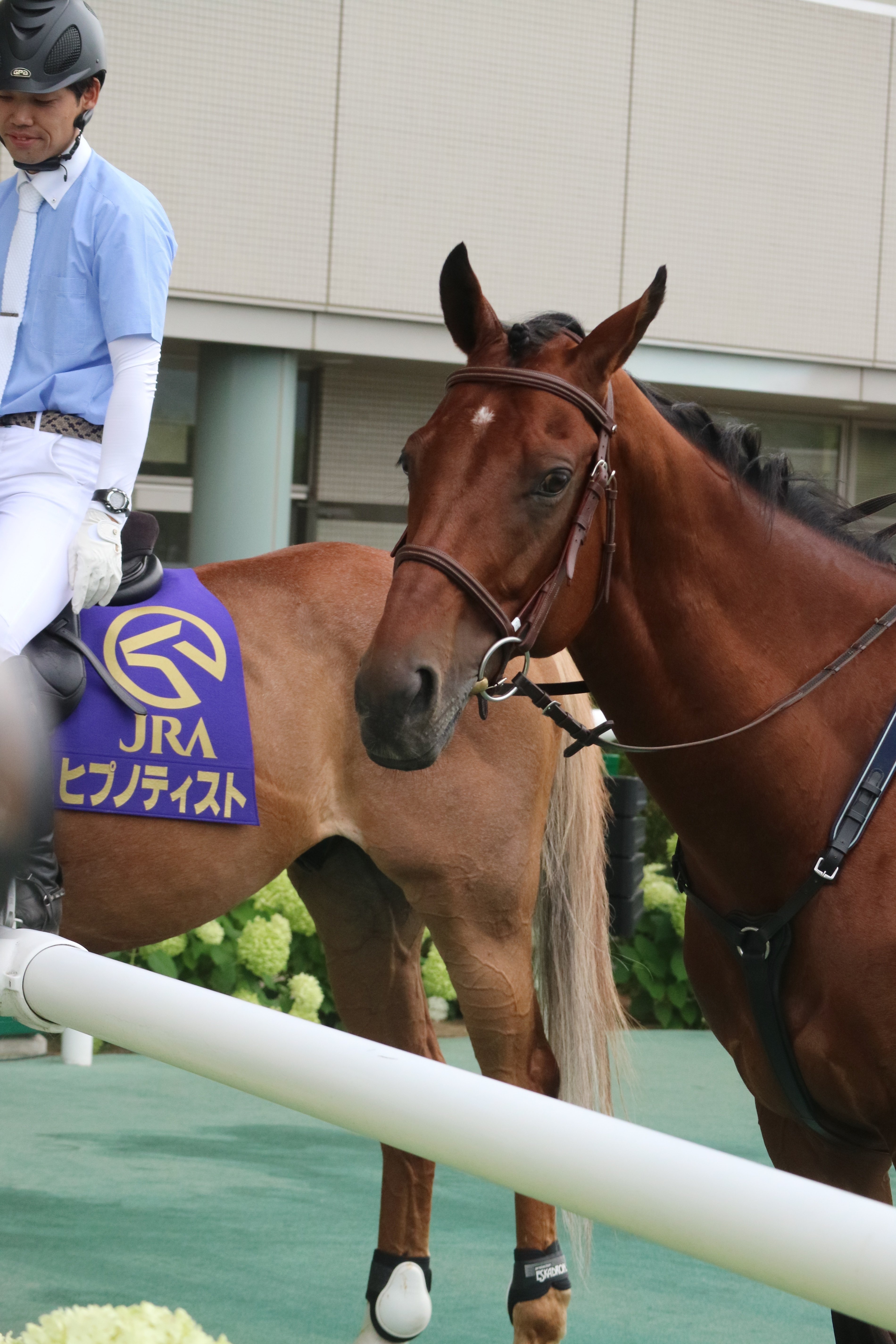 ヨシオ（福島競馬場誘導馬）デビュー戦現地馬券 ヨシオが福島競馬場で誘導馬に 「無事之名馬」を体現した