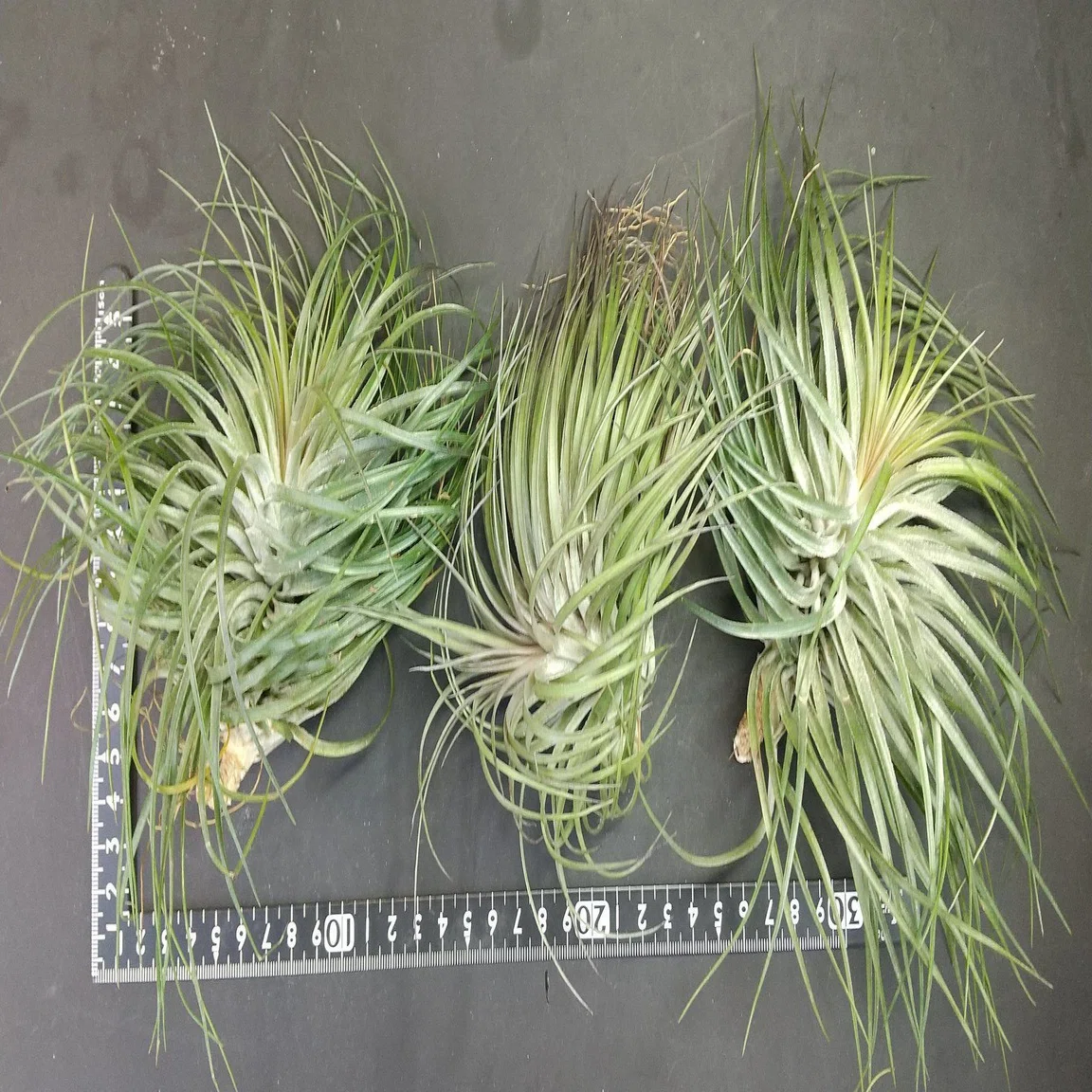 チランジア入荷リスト5/14｜NatureGarden?神田