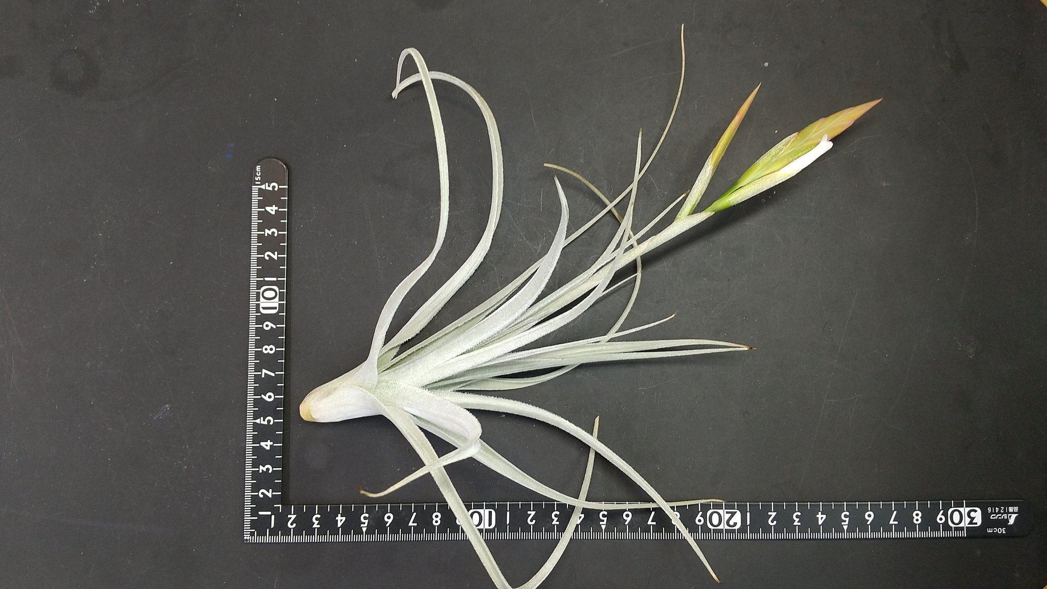 (レア)チランジア　アトロビオラセア　(DP) チランジア入荷リスト5/14｜NatureGarden🌿神田