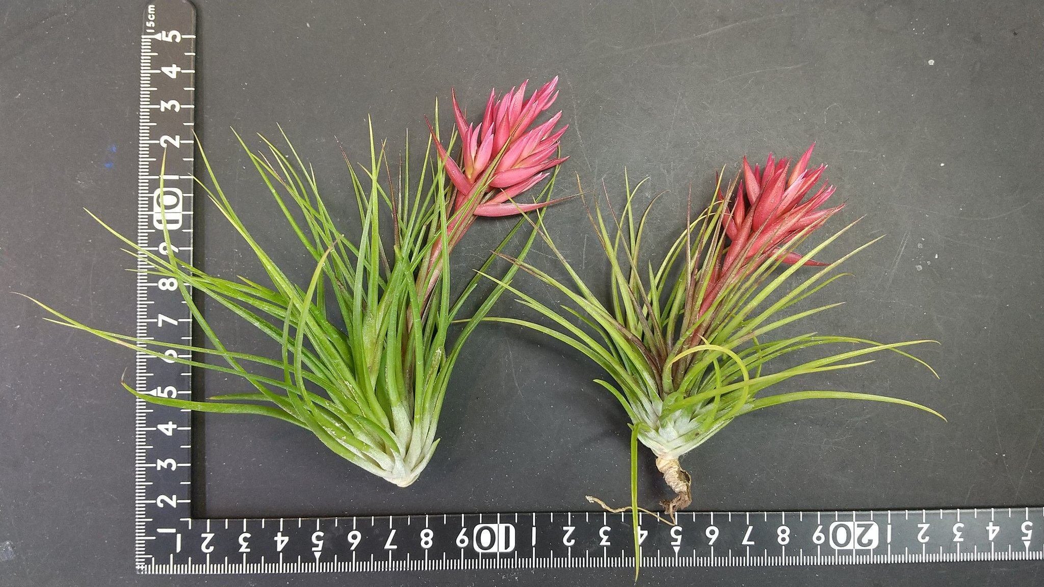 チランジア入荷リスト5/14｜NatureGarden🌿神田