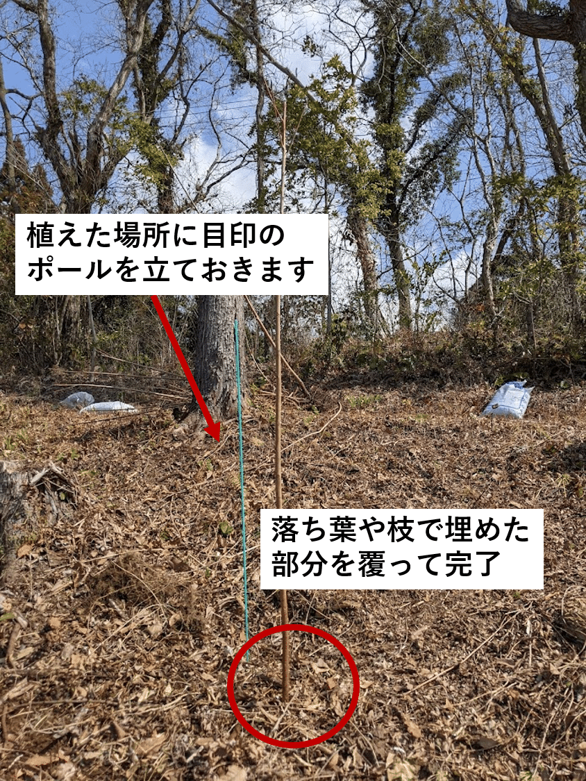 ハゼノキの里山記録② ハゼノキを植樹しよう!|ハゼノキめぐる ハゼノキの里山記録② ハゼノキを植樹しよう!|ハゼノキめぐる