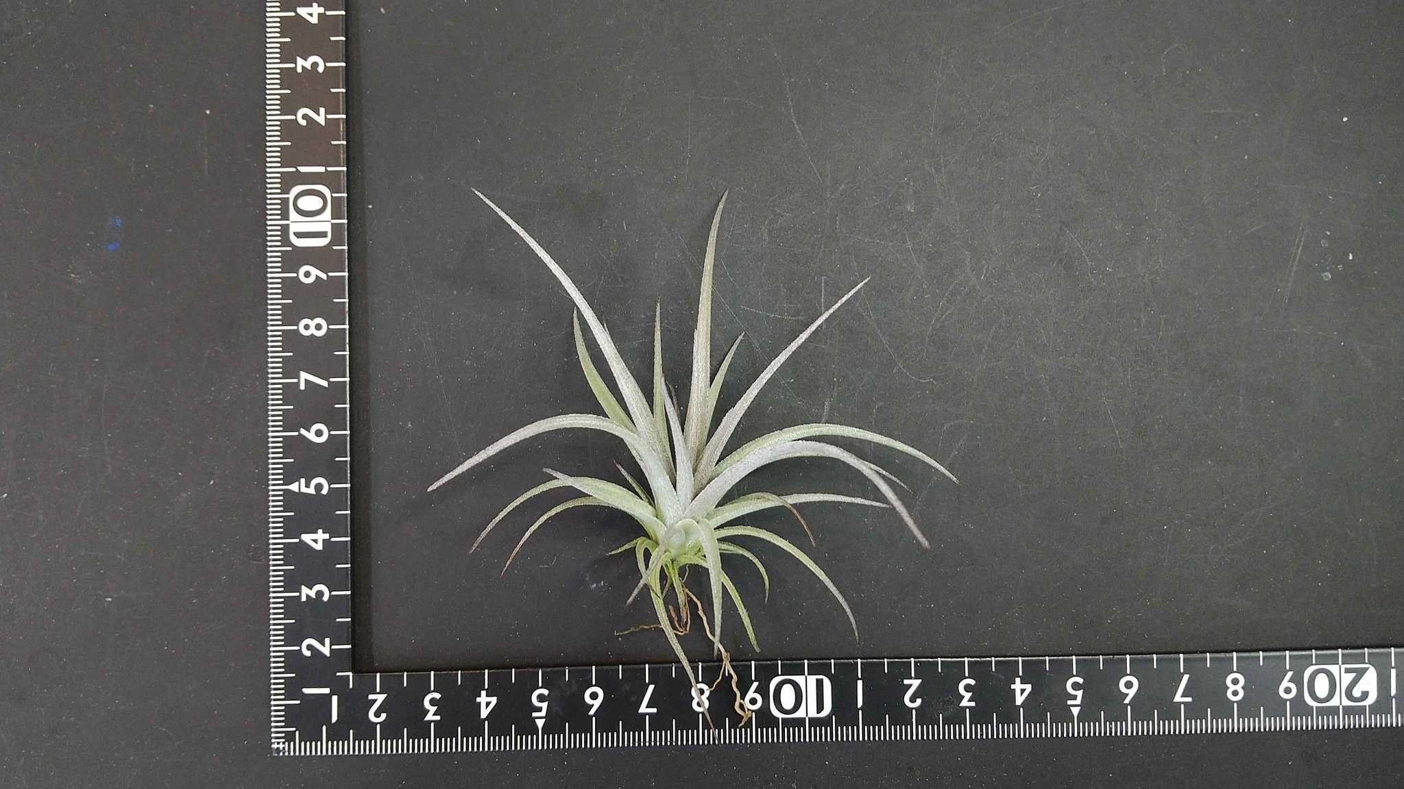 チランジア入荷リスト5/14｜NatureGarden🌿神田