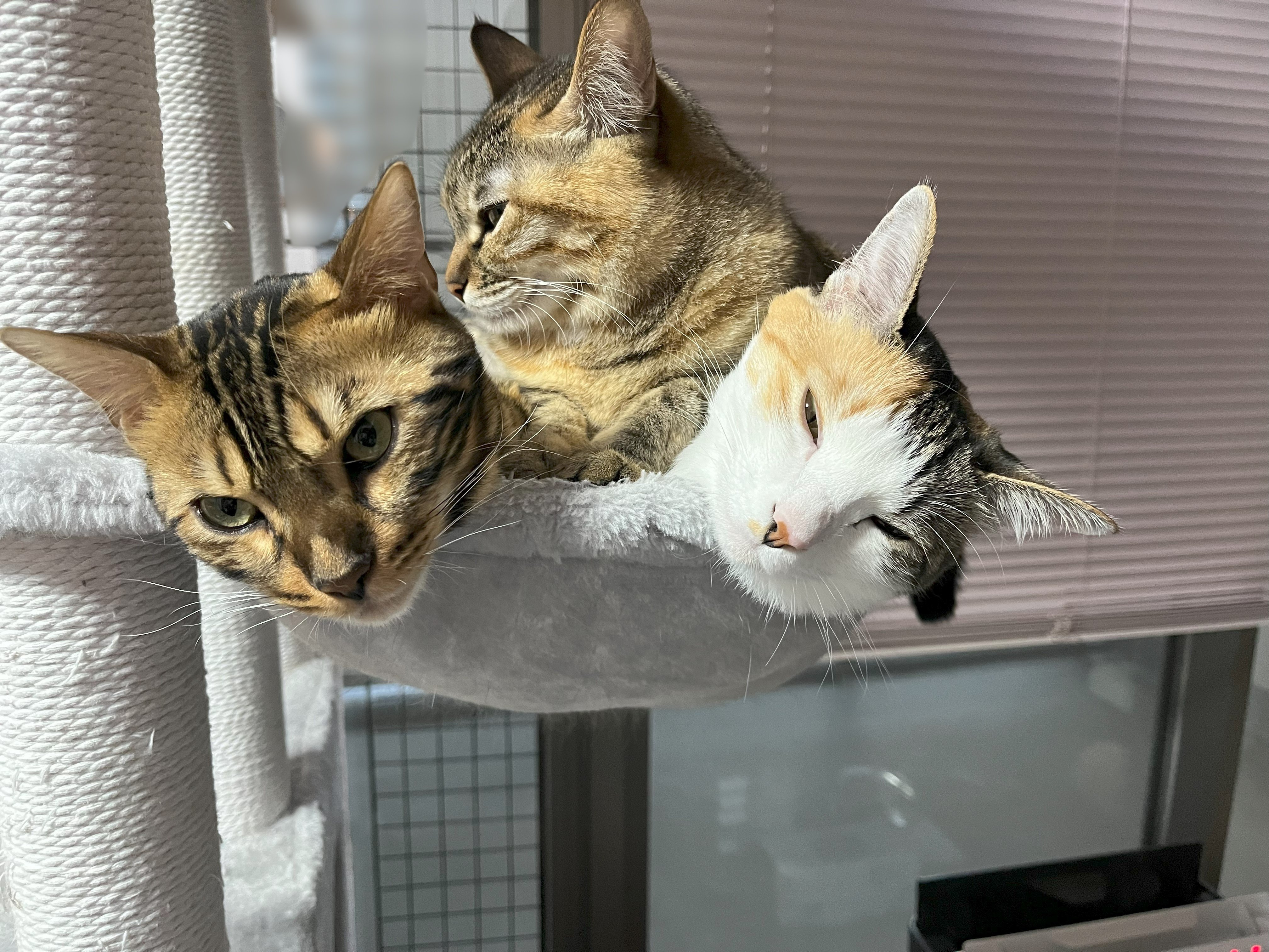 ヤマタノニャンコ ＜わが家にはネコがいる 2024/5/17＞｜望月ぷみ