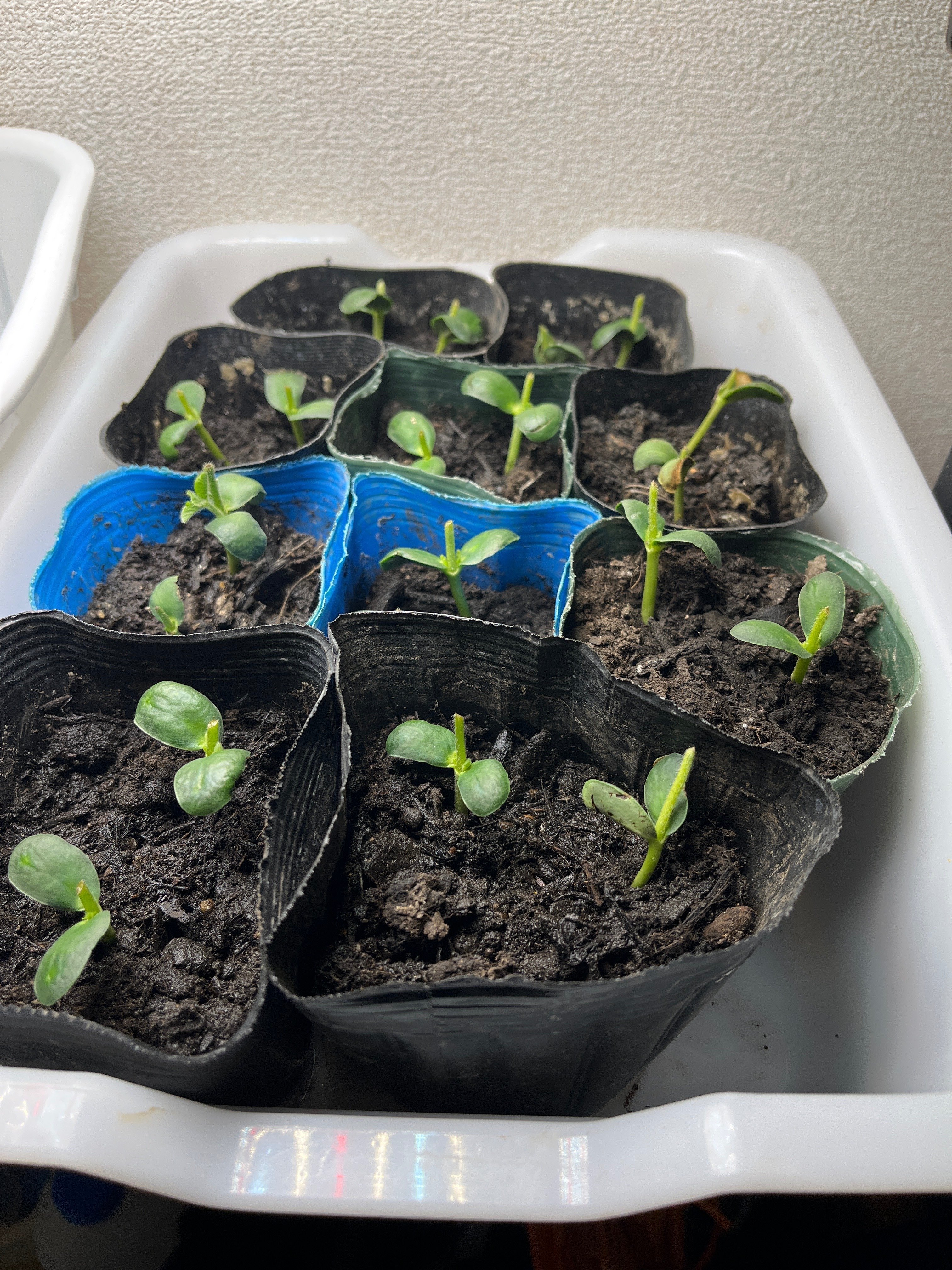 えだまめ 驚愕育苗(((；ﾟДﾟ)))ﾄﾞｷﾄﾞｷ・ｶﾞｸｶﾞｸ｜ca-ptain@農ある暮らし