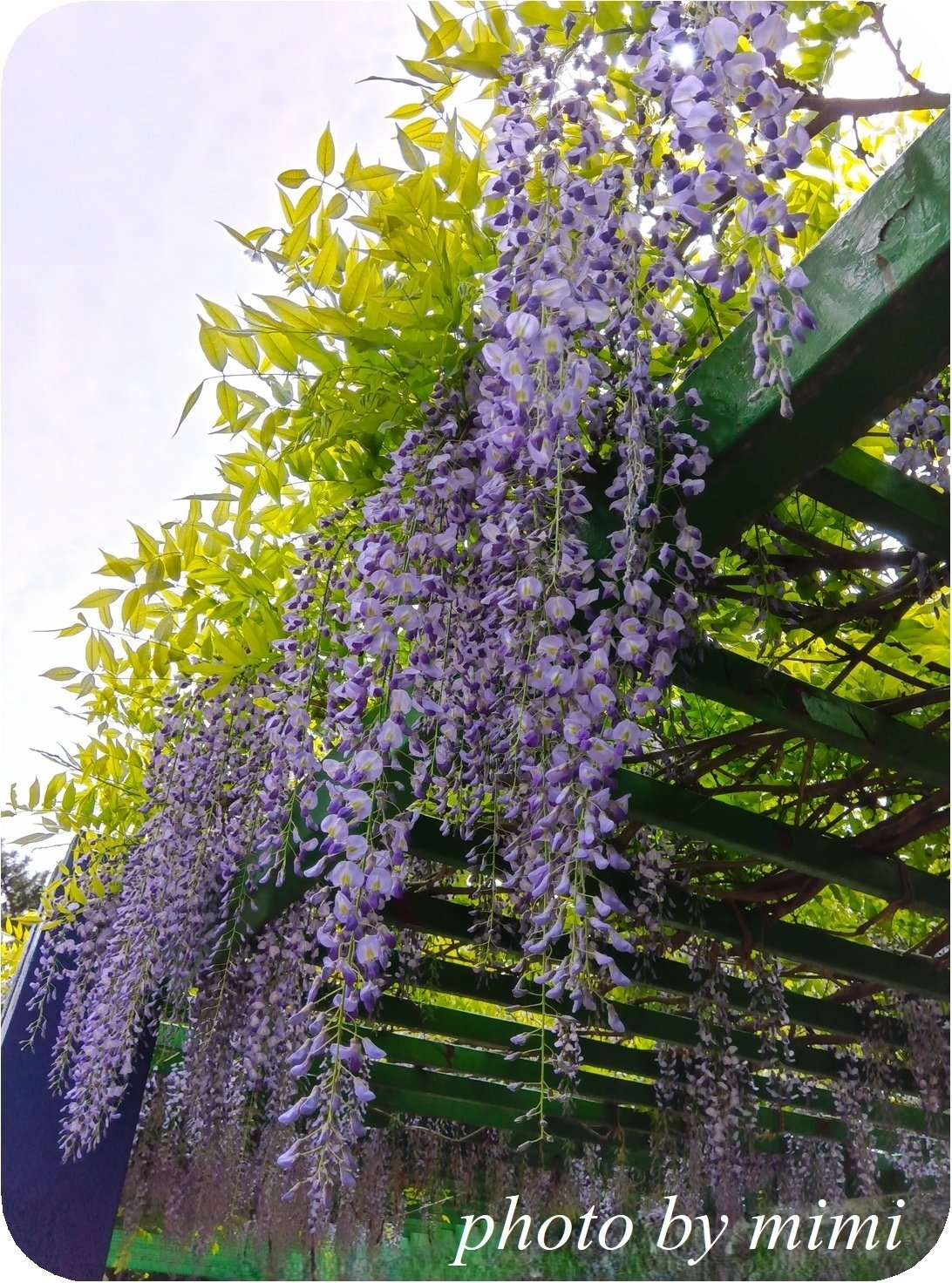 藤の花｜mimi fleur