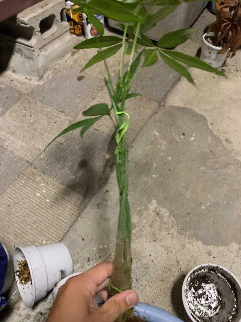 全員できる!?夢の編み込みパキラ|観葉植物研究室 全員できる!?夢の編み込みパキラ|観葉植物研究室