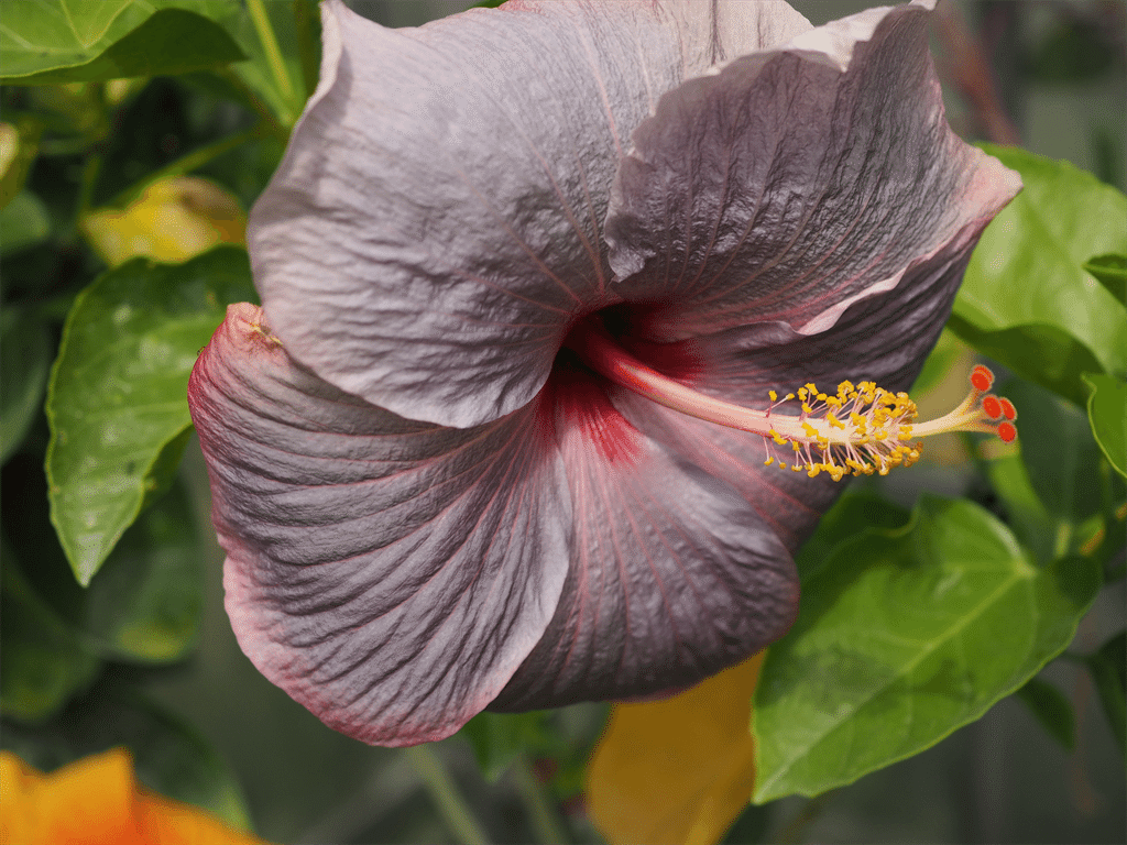 ハイビスカスの希少品種｜田舎の花屋