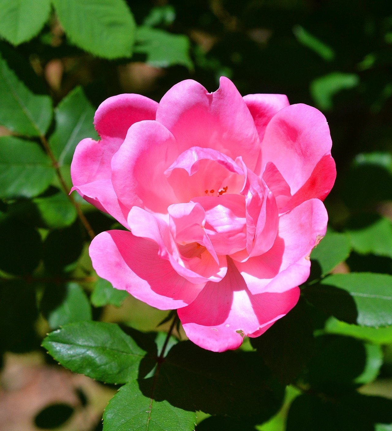 そめ花・薔薇と四季の花たち そめ花・薔薇と四季の花たち | 安田 早葉子 |本 | 通販 | Amazon