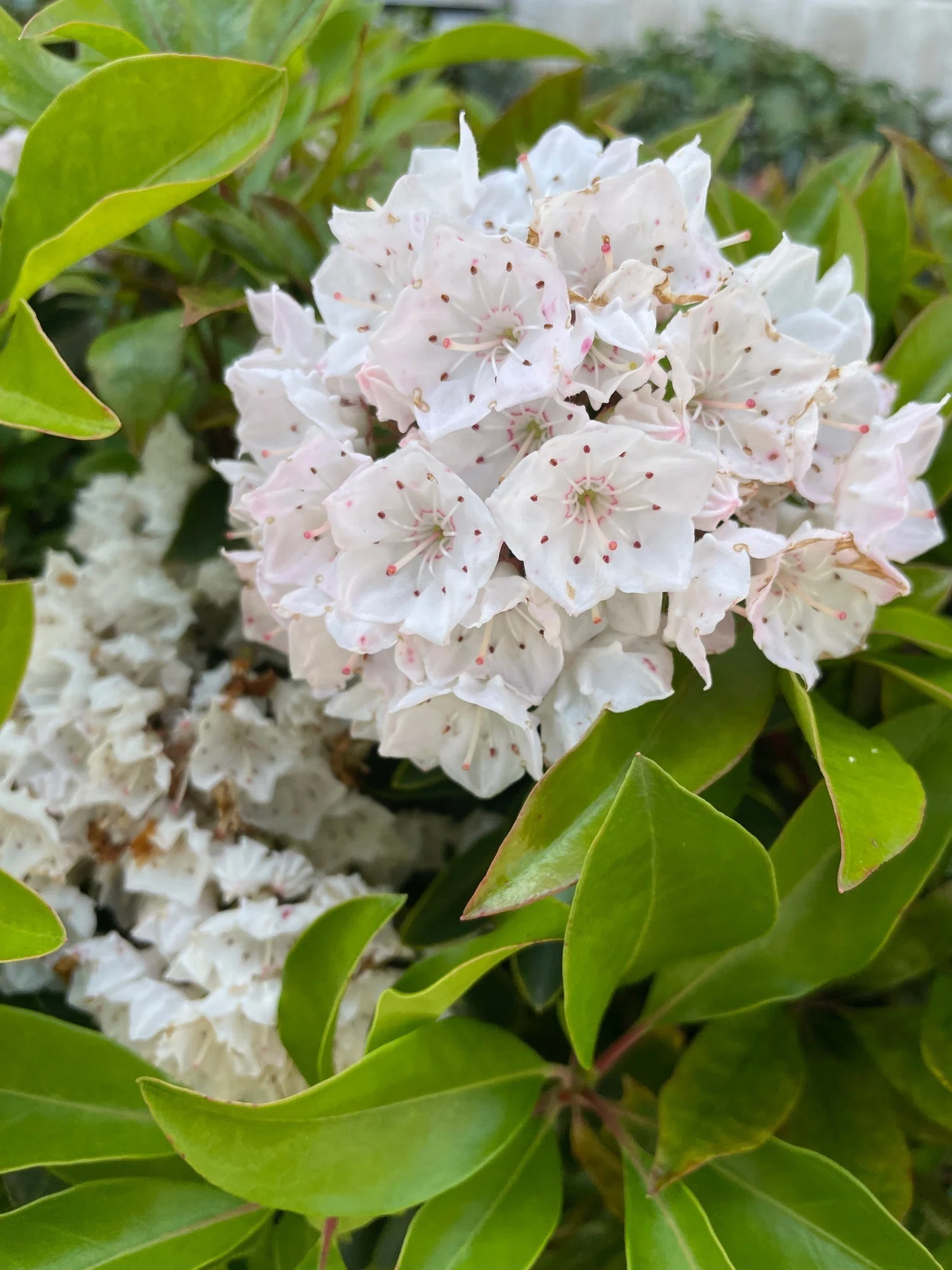 5月後半の街角お花リレー｜花と日々 yas