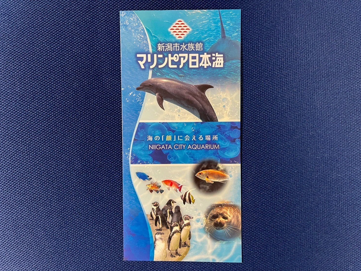レポ#63 新潟市水族館 マリンピア日本海｜haru