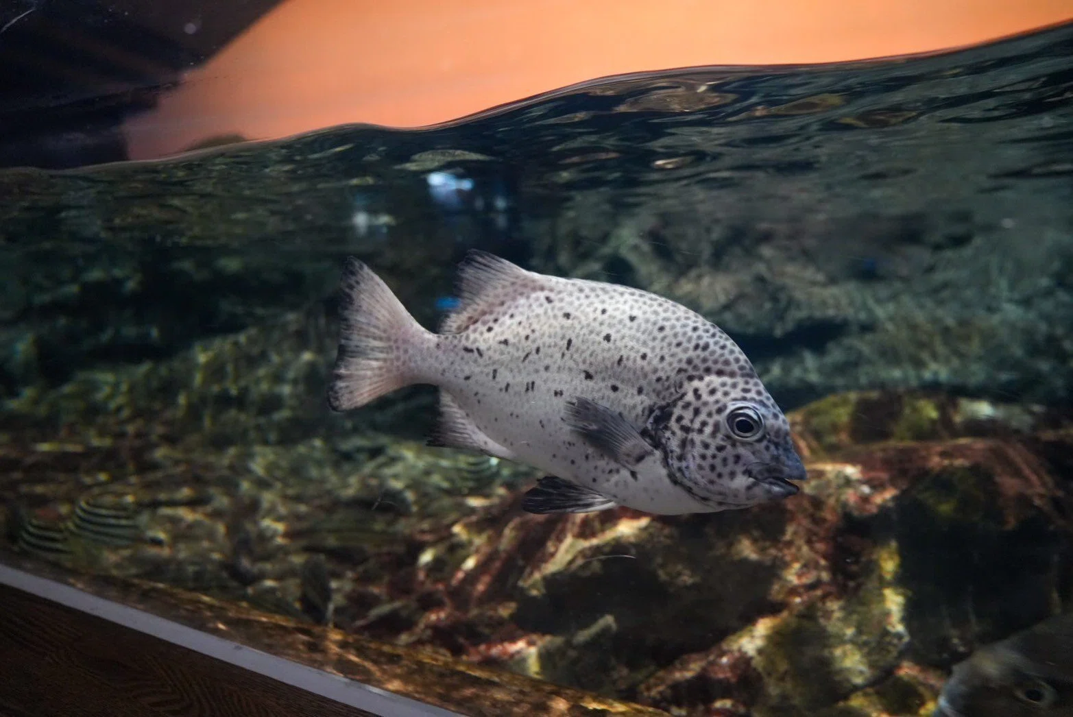 レポ#63 新潟市水族館 マリンピア日本海｜haru