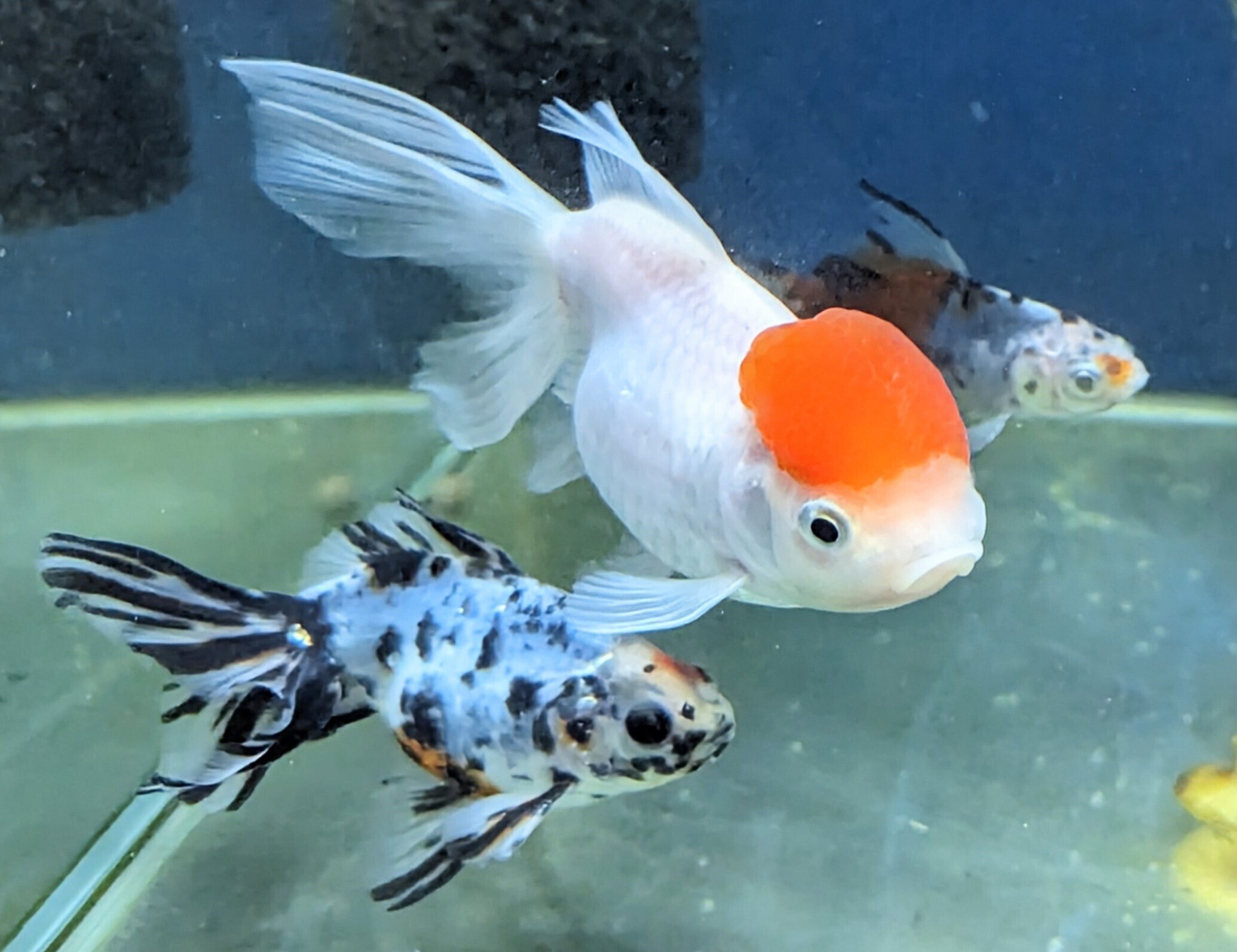 引渡済】琉金8尾