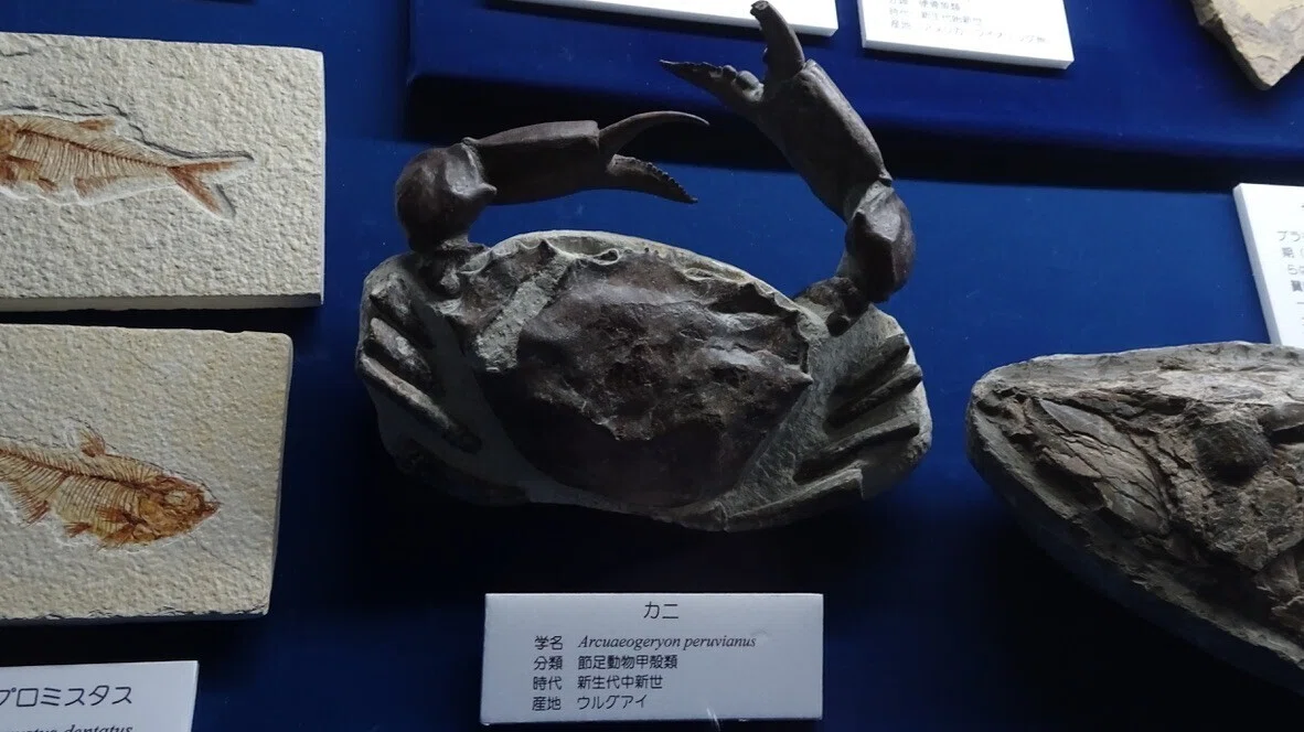 【つながる旅行記#280】中生代の海と、わけのわからん動物たち【東海大学自然史博物館】|aosagi