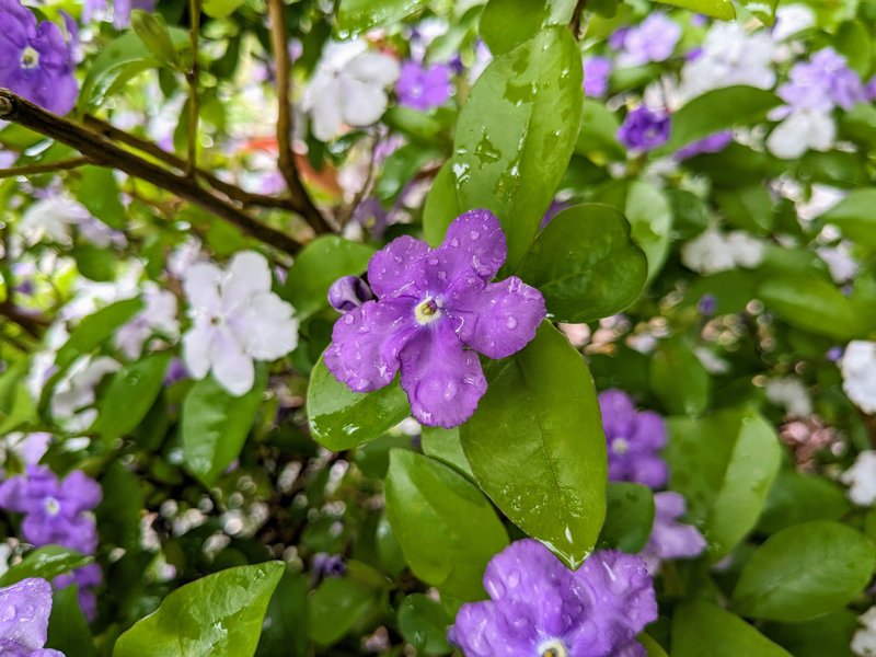 雨降る日もニオイバンマツリのそばは良い香りがしてホッとします(*˘︶˘*).｡.:*♡ 